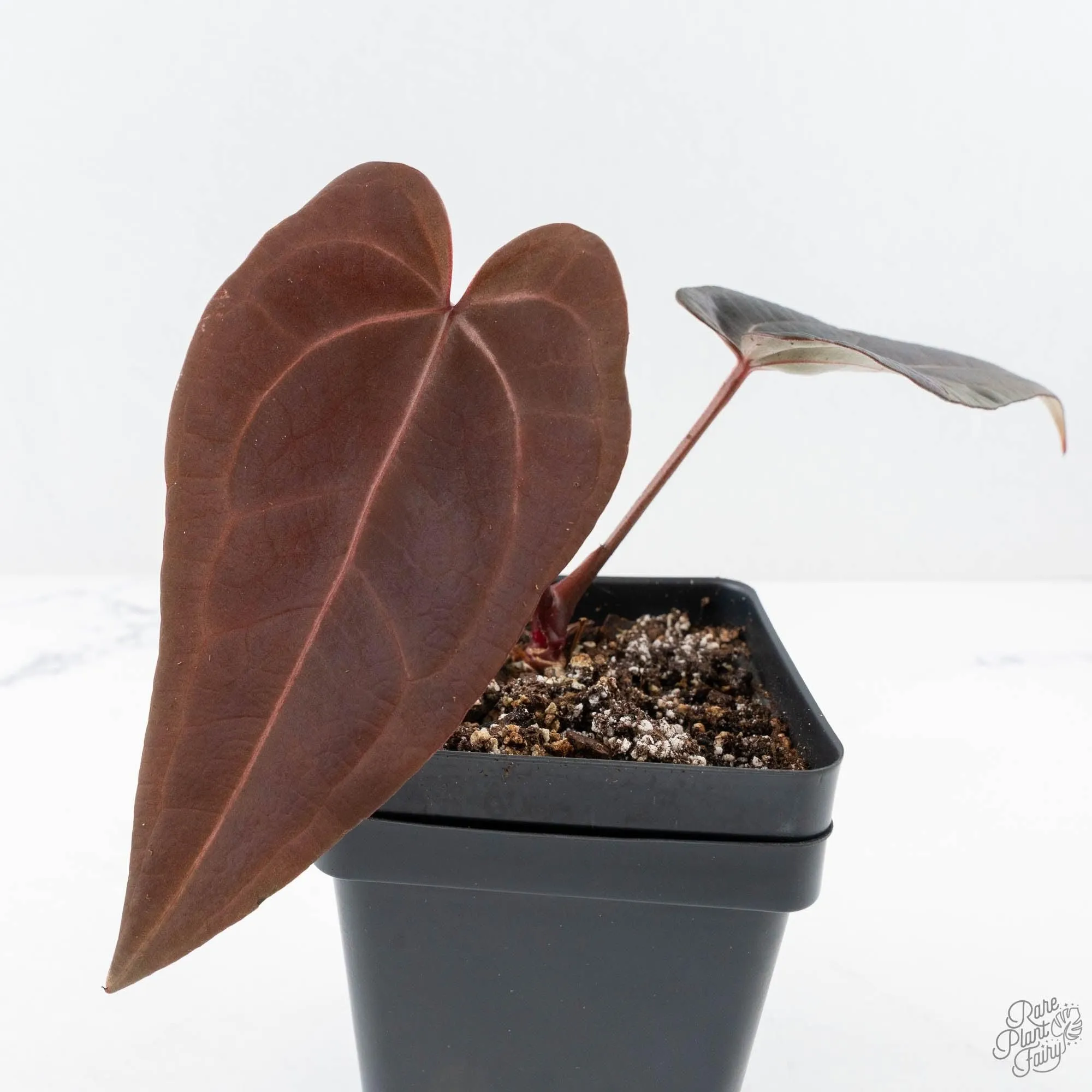 Anthurium Red Velvet Cake '24' x Red Velvet Cake '24' by DocBlock® (wk27-D)