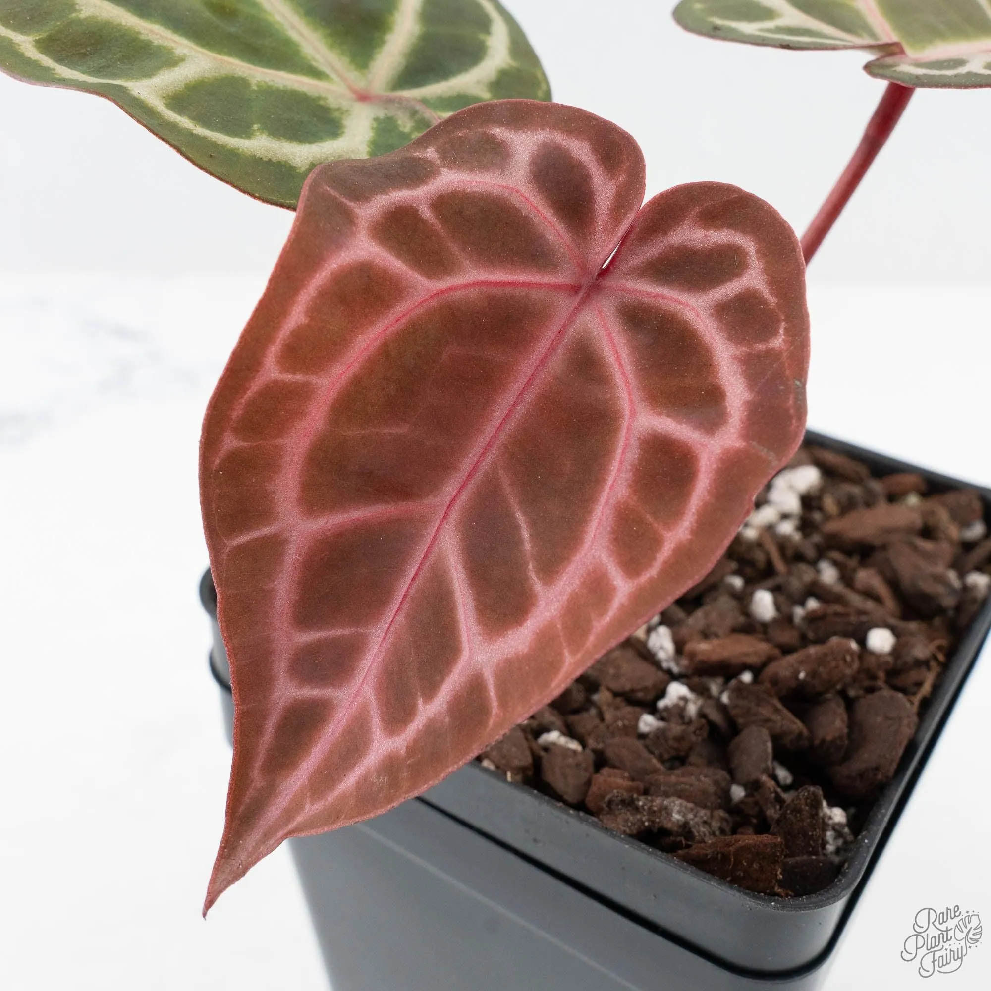 Anthurium Crystal Red '12' x Michelle '1' by DocBlock® (wk27-B)