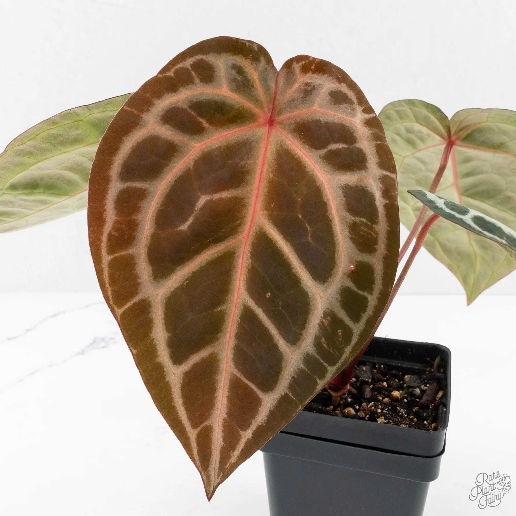 Anthurium Michelle '10' x Home, Sweet Home '32' by DocBlock® (wk27-A)