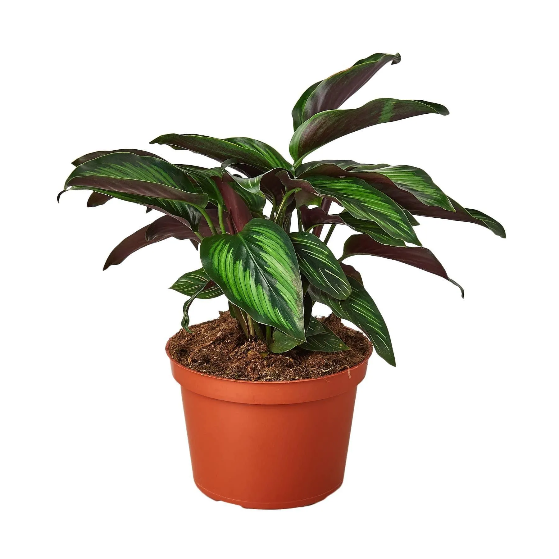 CALATHEA BEAUTY STAR 6-inch