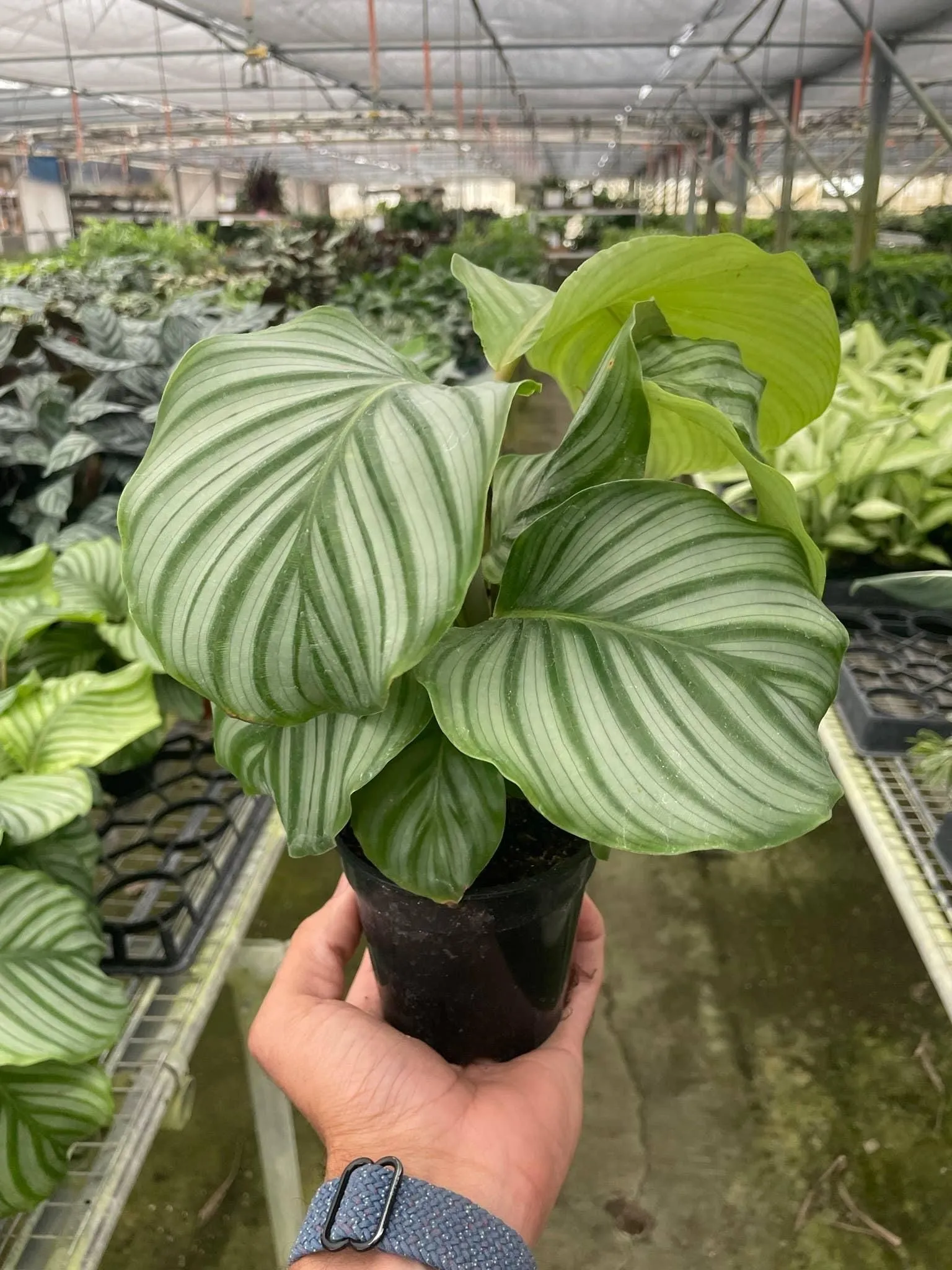 CALATHEA ORBIFOLIA 4-inch