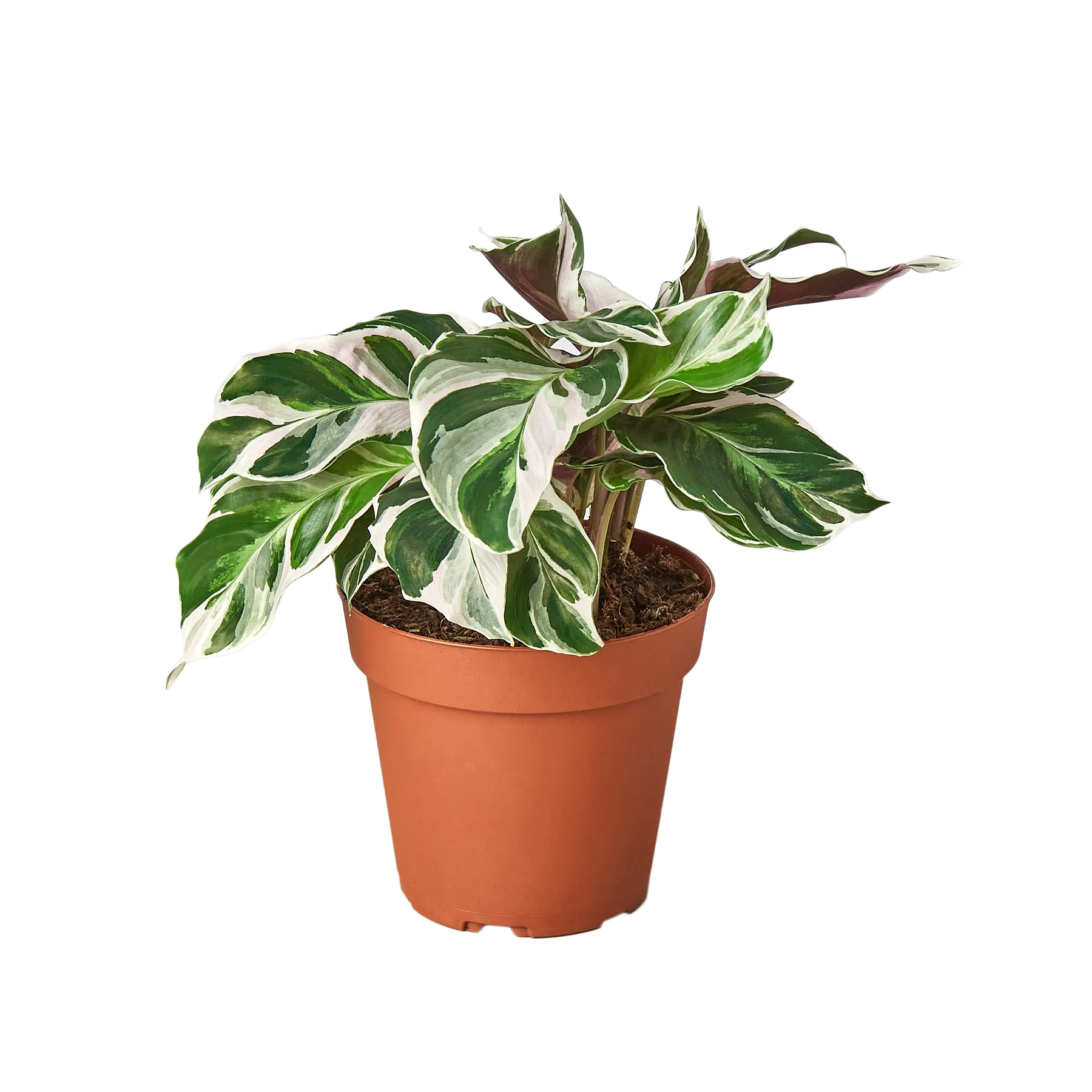 CALATHEA WHITE FUSION 6-inch