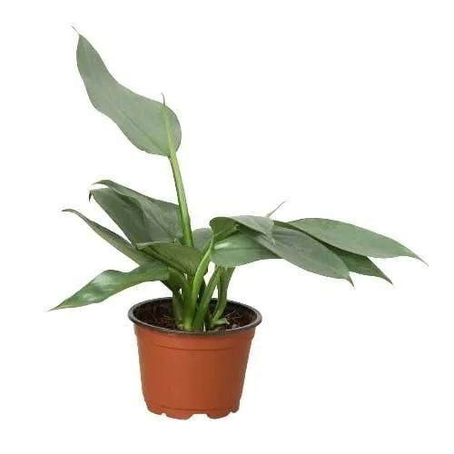 Philodendron 'Silver Sword': 4" Pot
