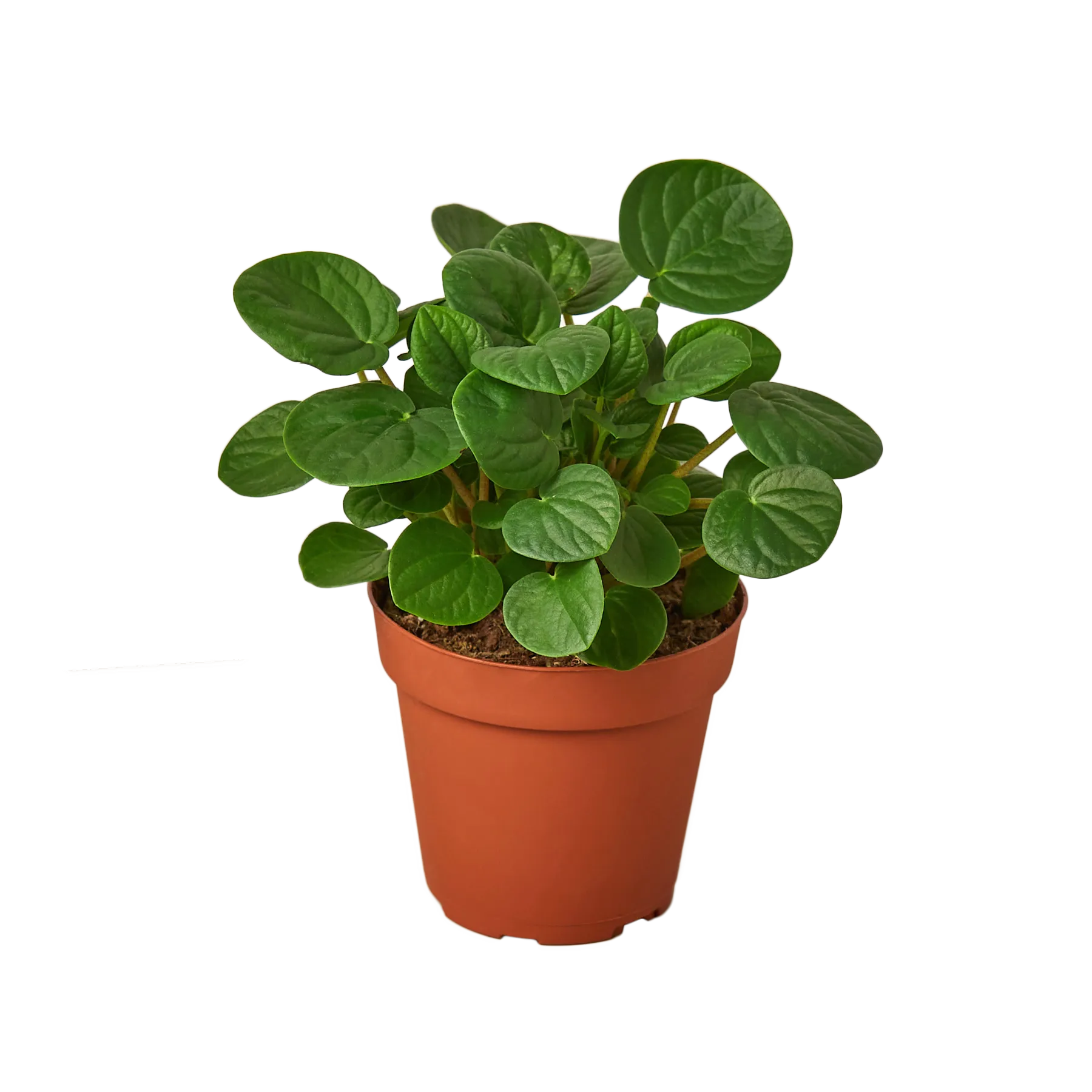 PEPEROMIA RANA VERDE 4-inch