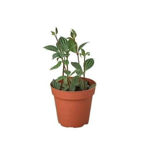 PEPEROMIA PARALLEL 4-inch
