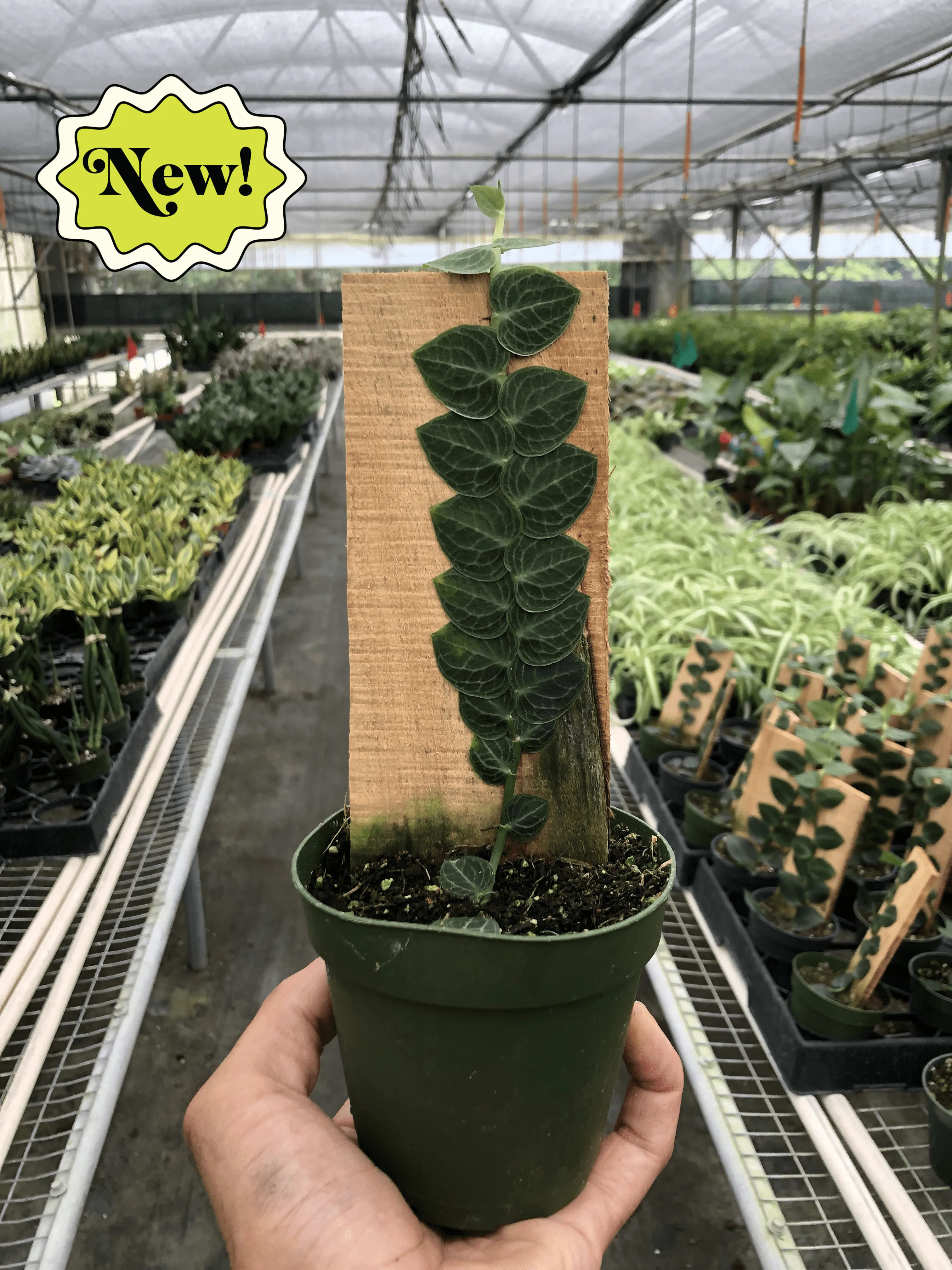 Rhaphidophora 'Cryptantha' (Shingle Plant): 4" Pot