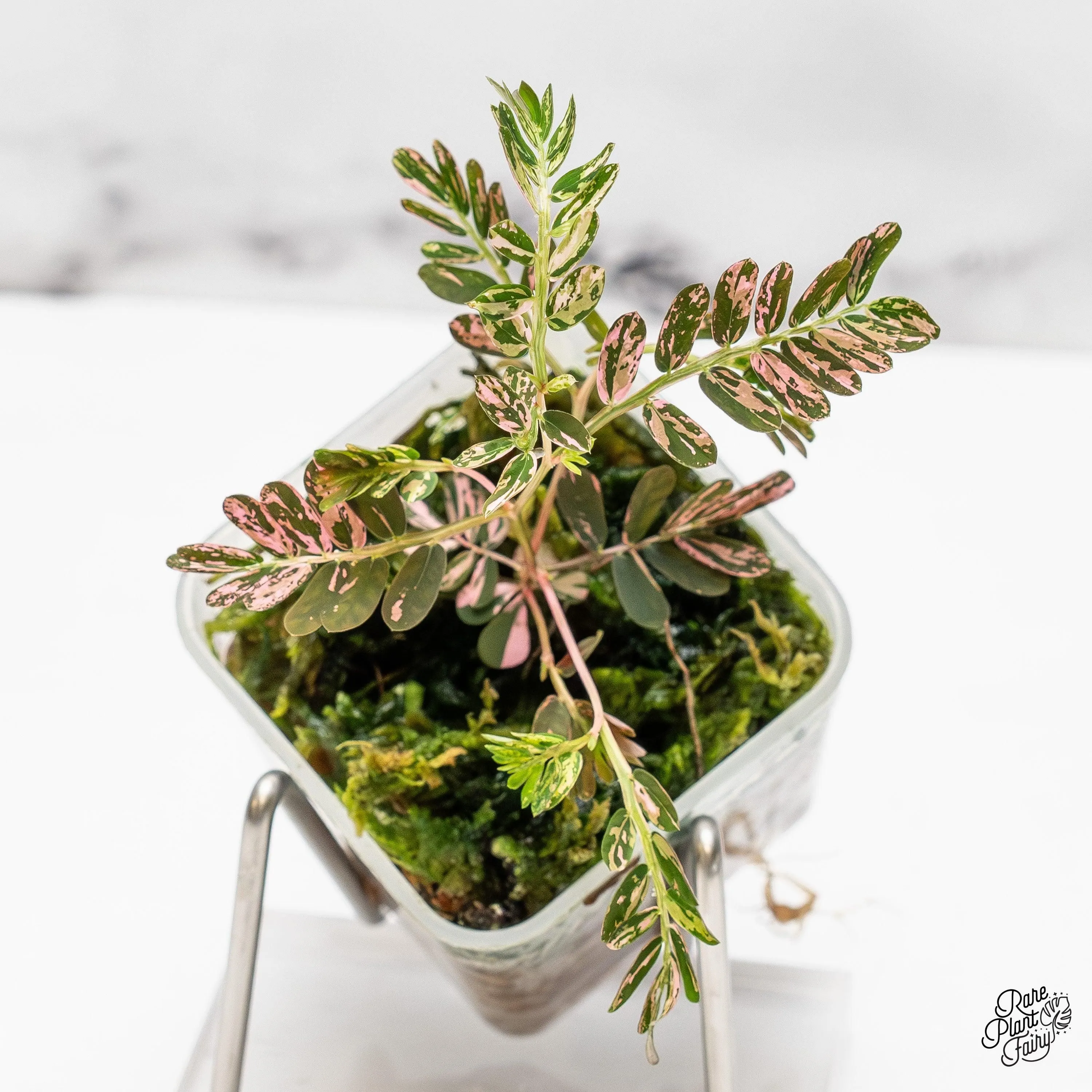 Phyllanthus urinaria pink variegated (aka 'Sensitive Plant') *Grower's Choice*