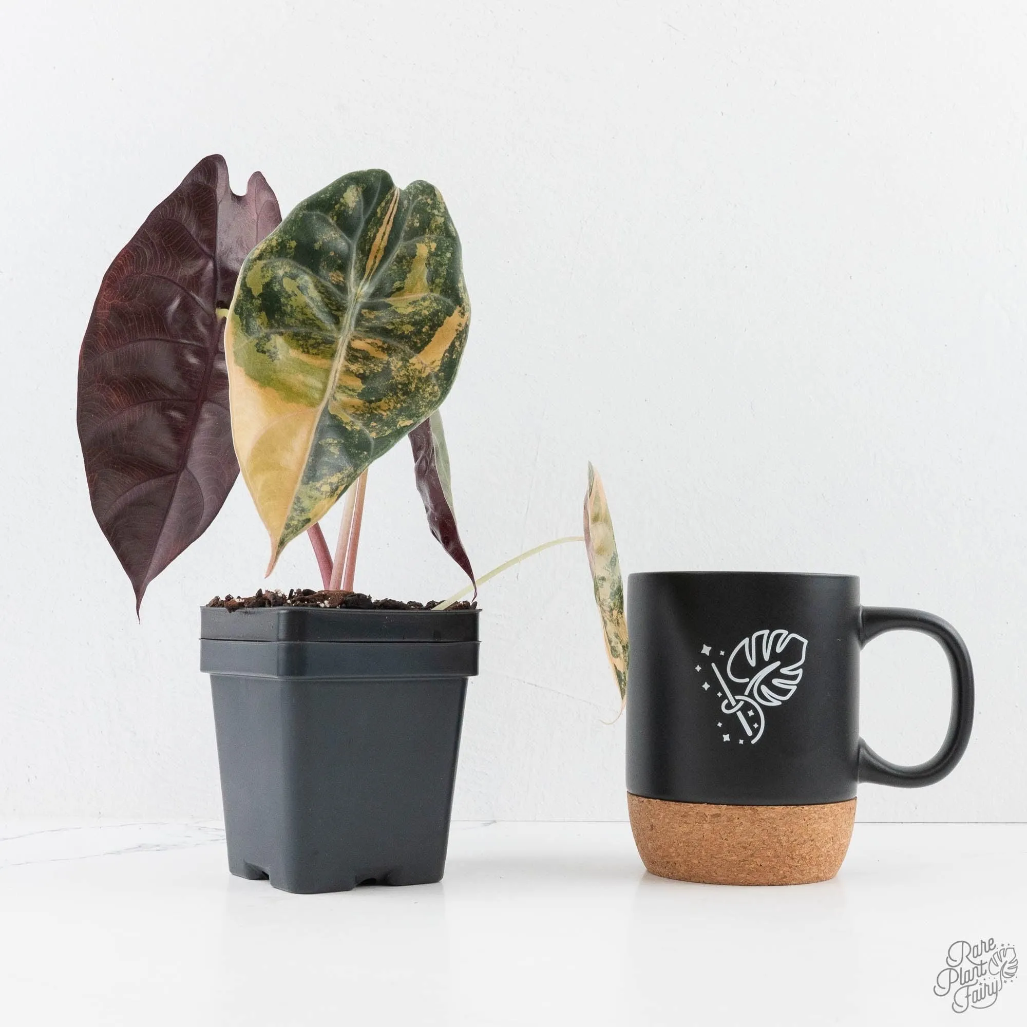 Alocasia 'Sedenii' Aurea Variegated (wk28-K) Corming Size