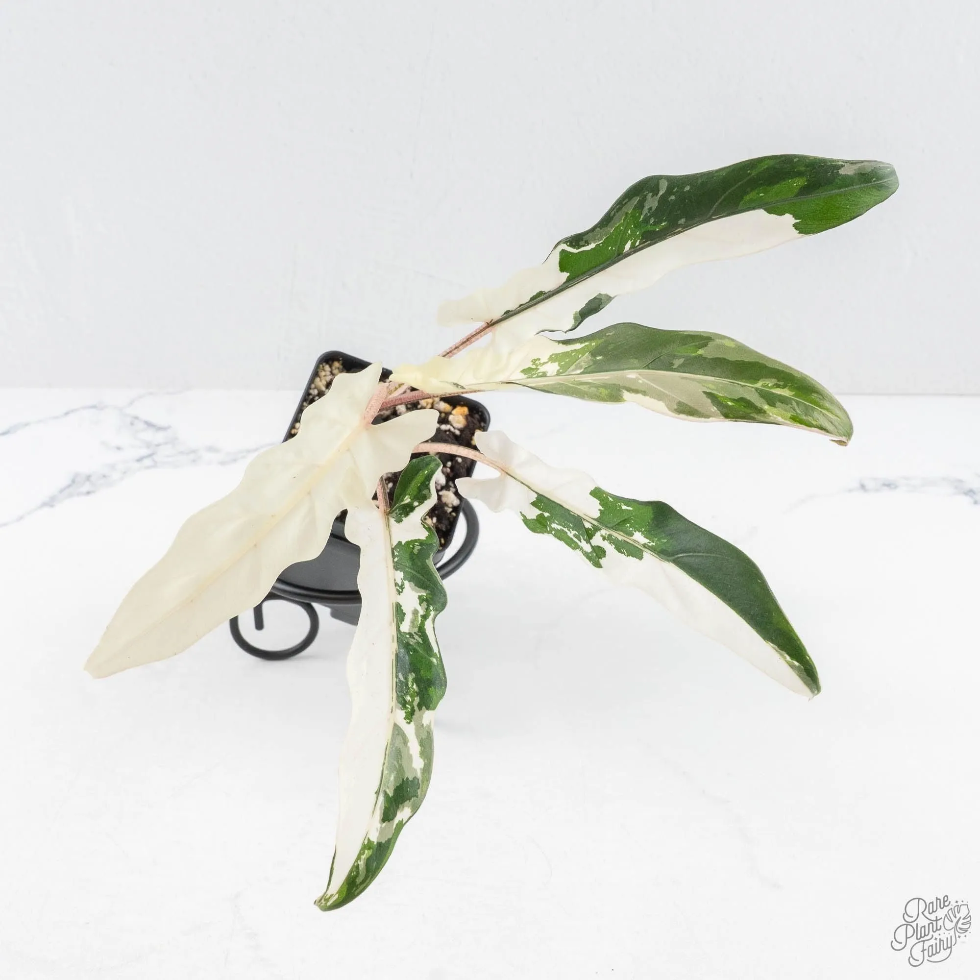 Alocasia Lauterbachiana Albo Variegated (wk28-I)