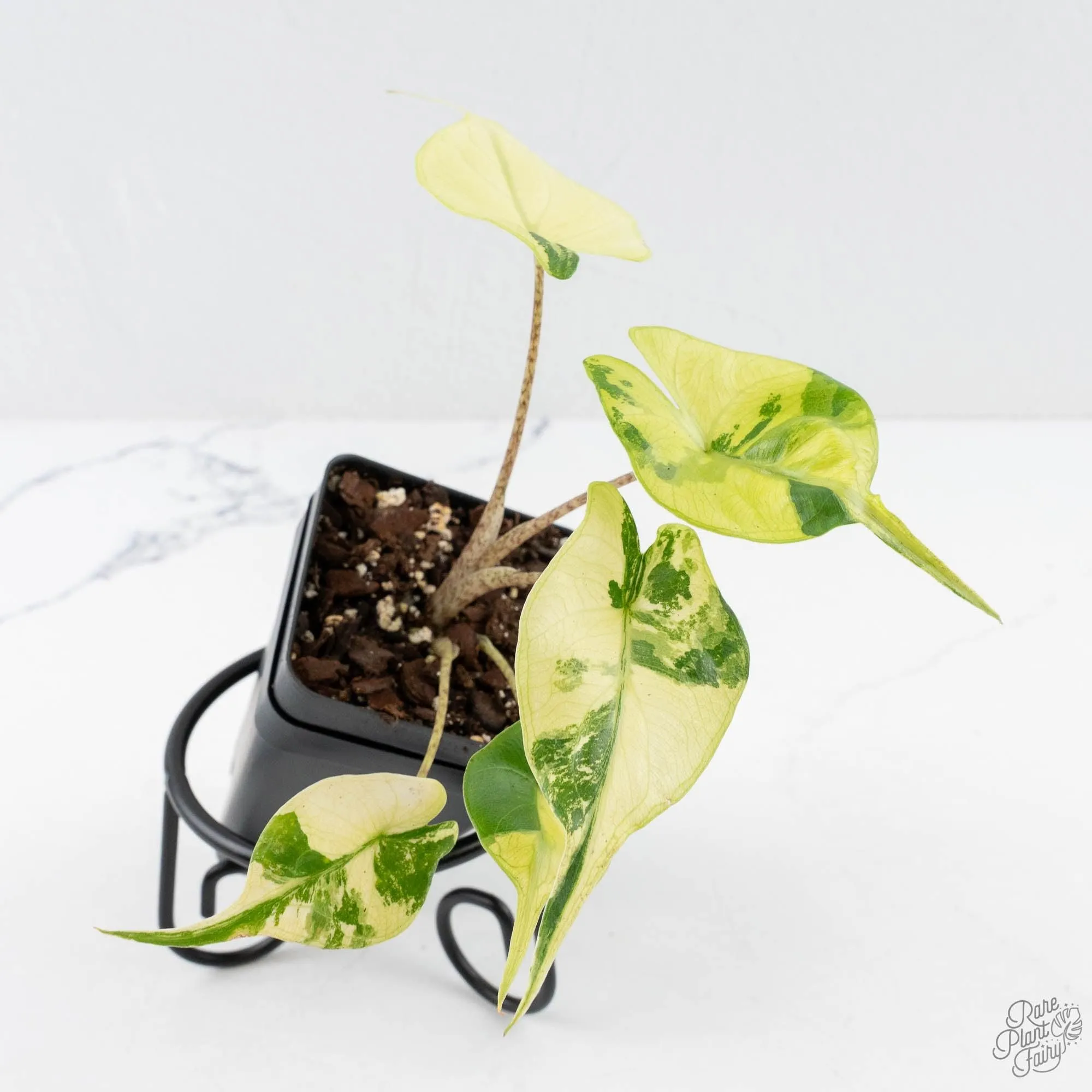Alocasia Macrorrhiza 'Stingray' Aurea Variegated (wk28-H)