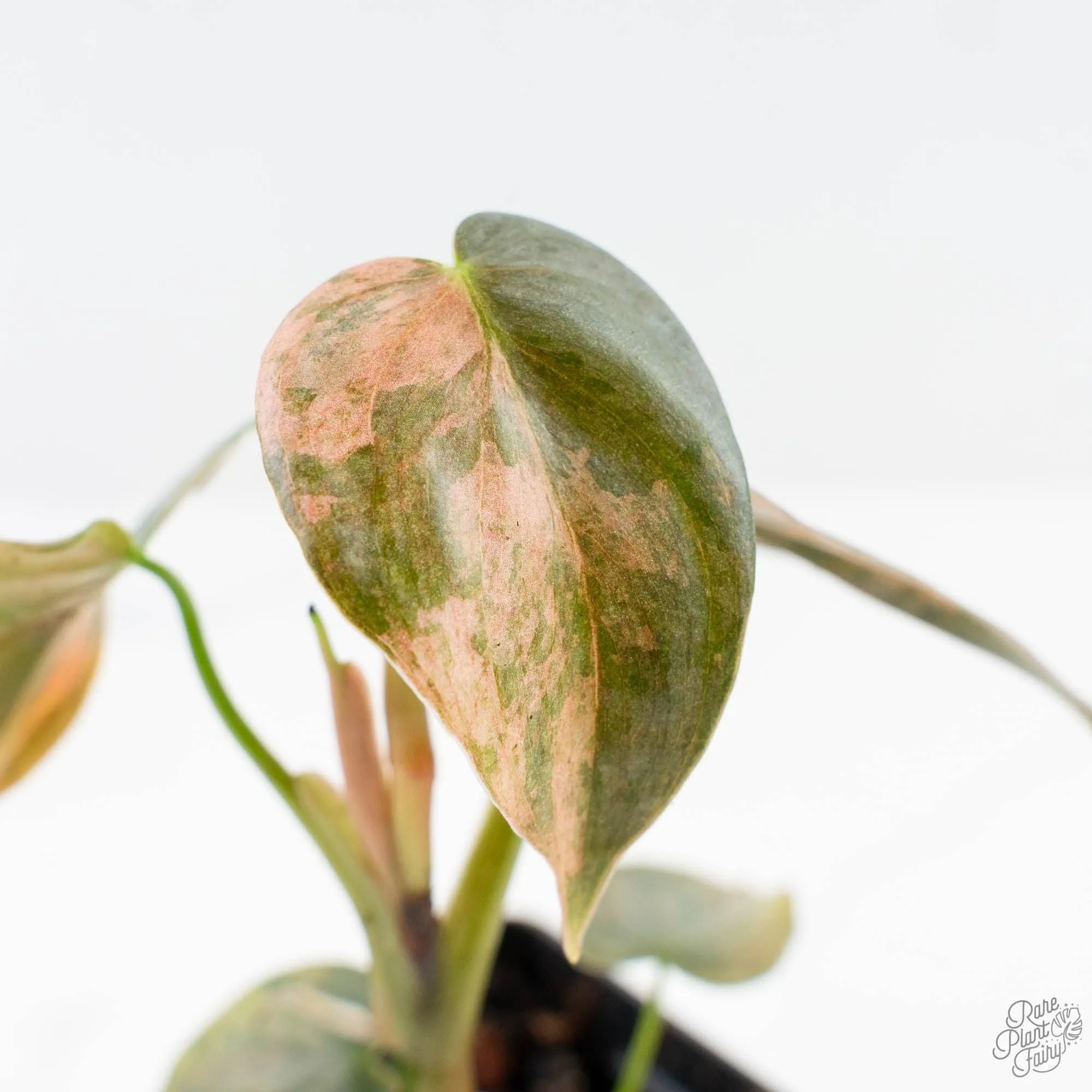 Philodendron Brandtianum Pink Variegated (wk28-UO)