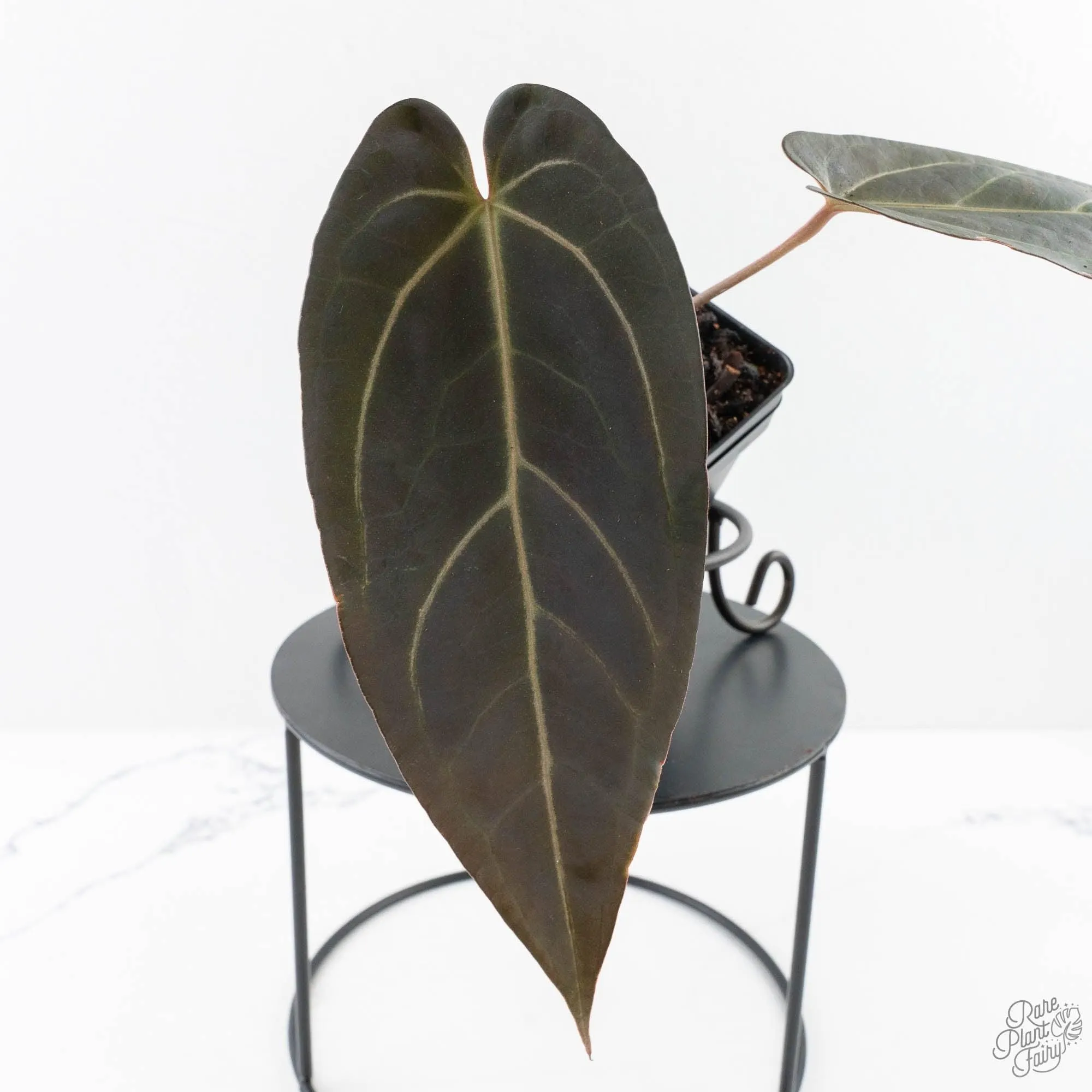 Anthurium Red Velvet Cake '24' x Dark & Handsome '9' by DocBlock®  (wk28-M)