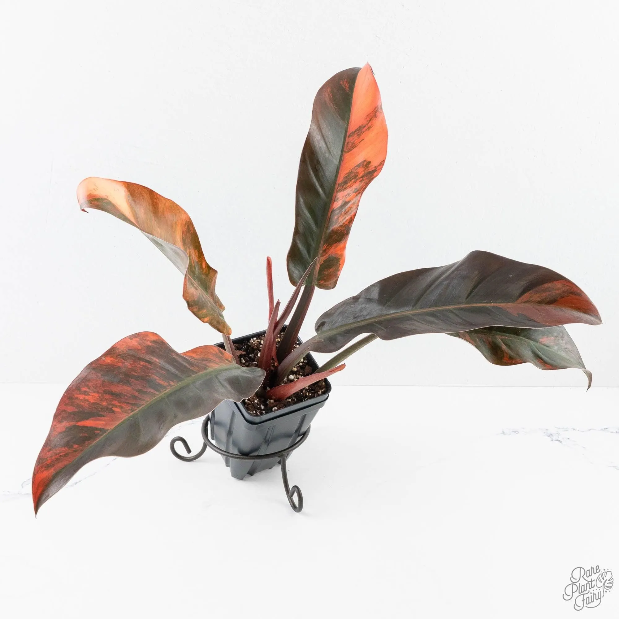 Philodendron 'Imperial Red' Variegated (wk28-UG)