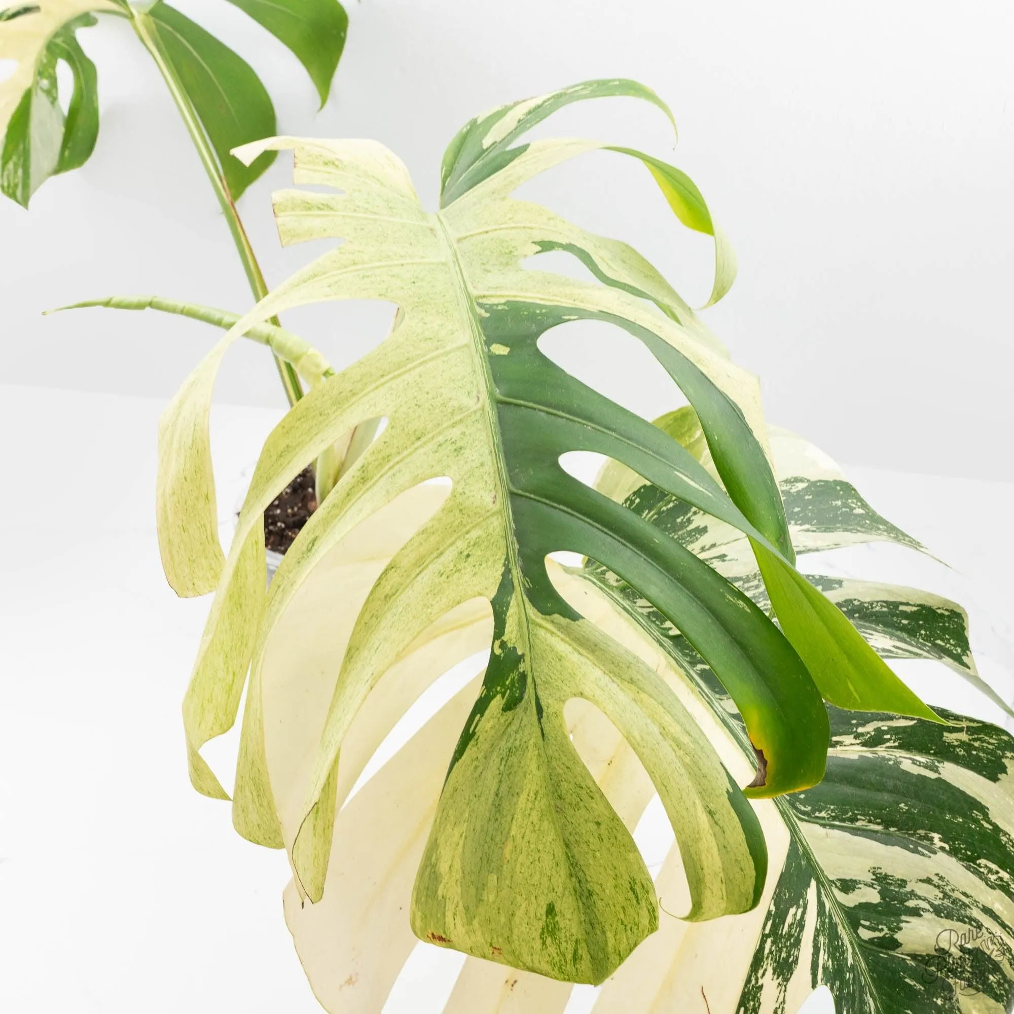 Monstera Deliciosa Mint Variegated NOID (Intermediate Form) (wk28-UE)