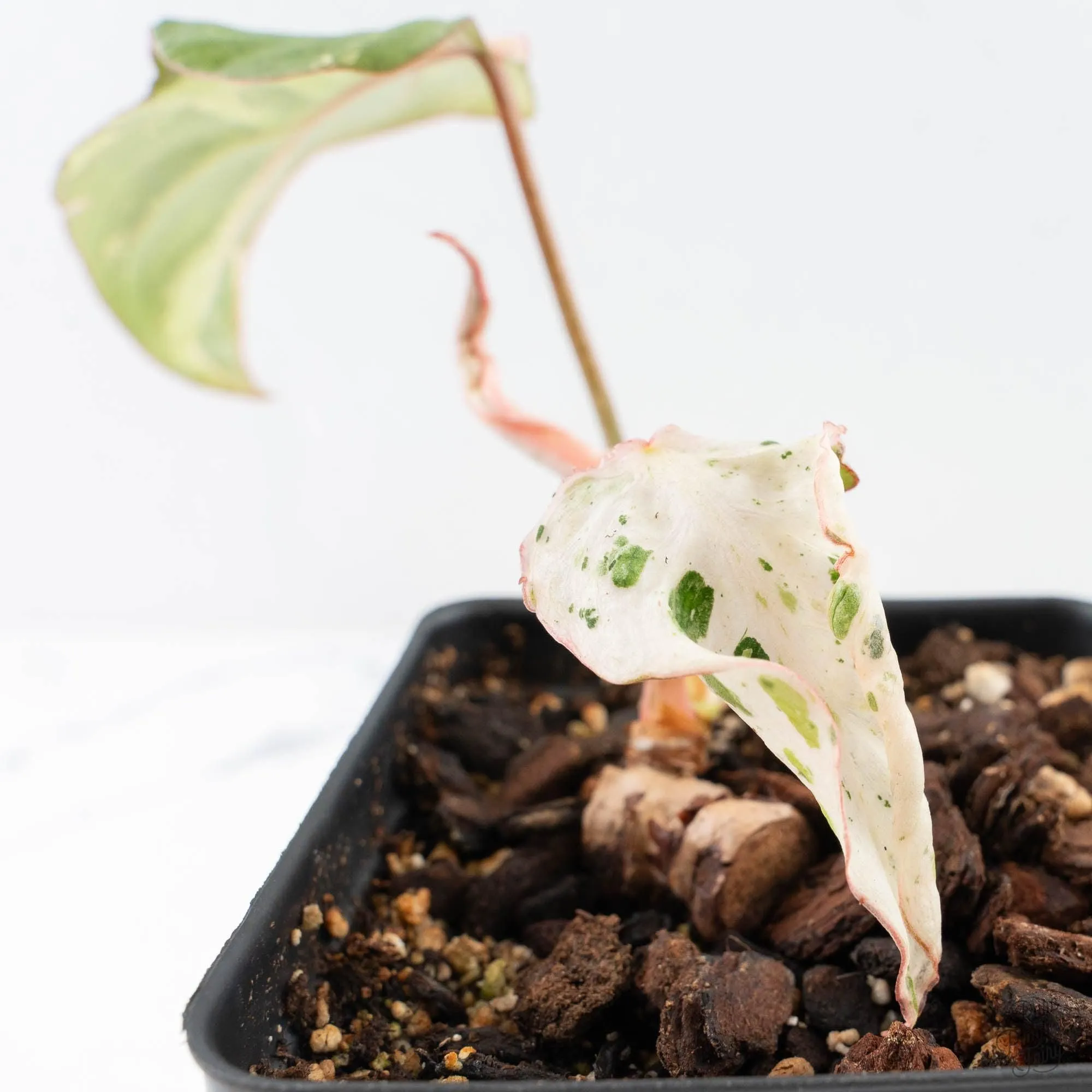 Philodendron Gloriosum Marble Pink Variegated *Type 4* (wk28-UF)