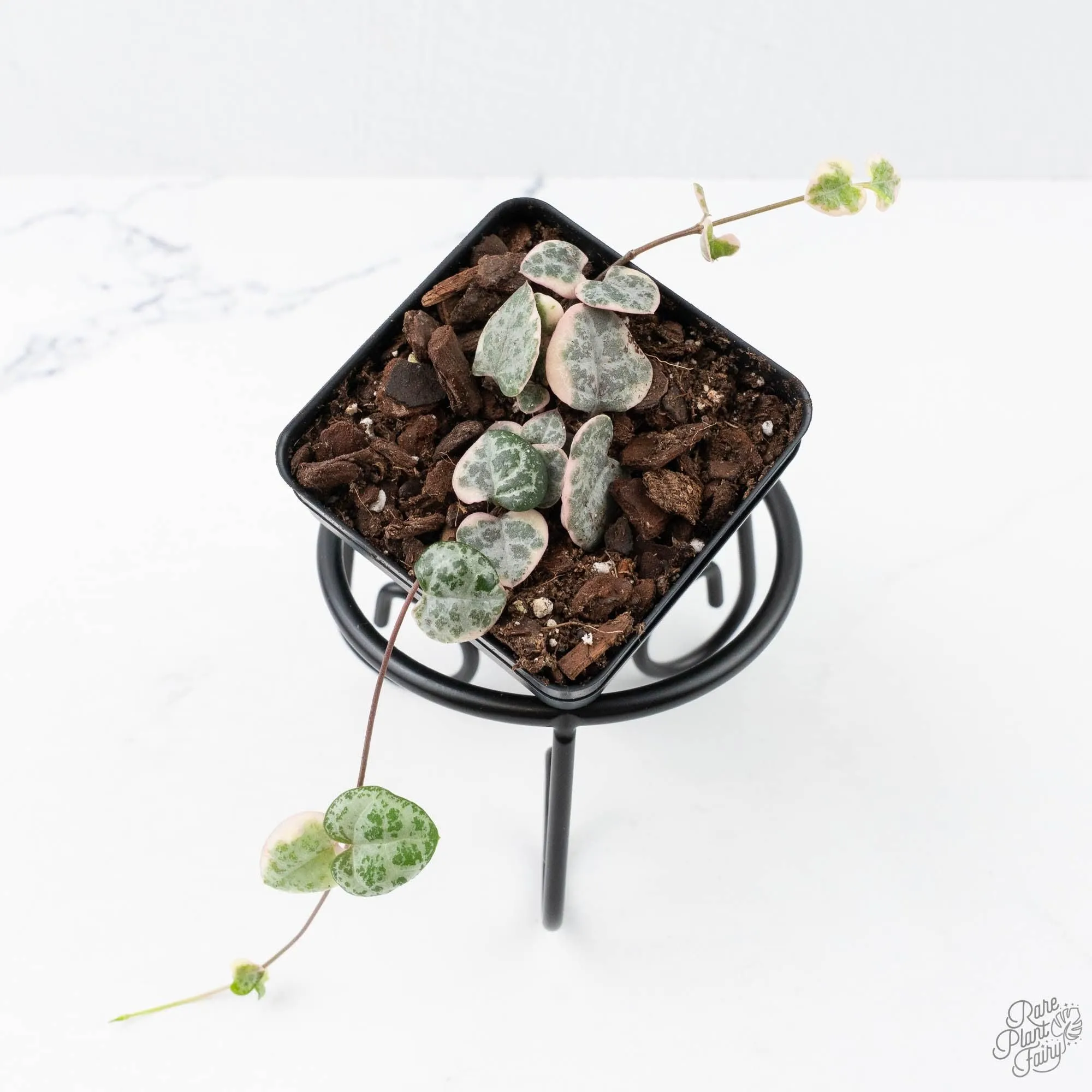 Ceropegia woodii variegated (aka String of Hearts variegated) *Grower's Choice*