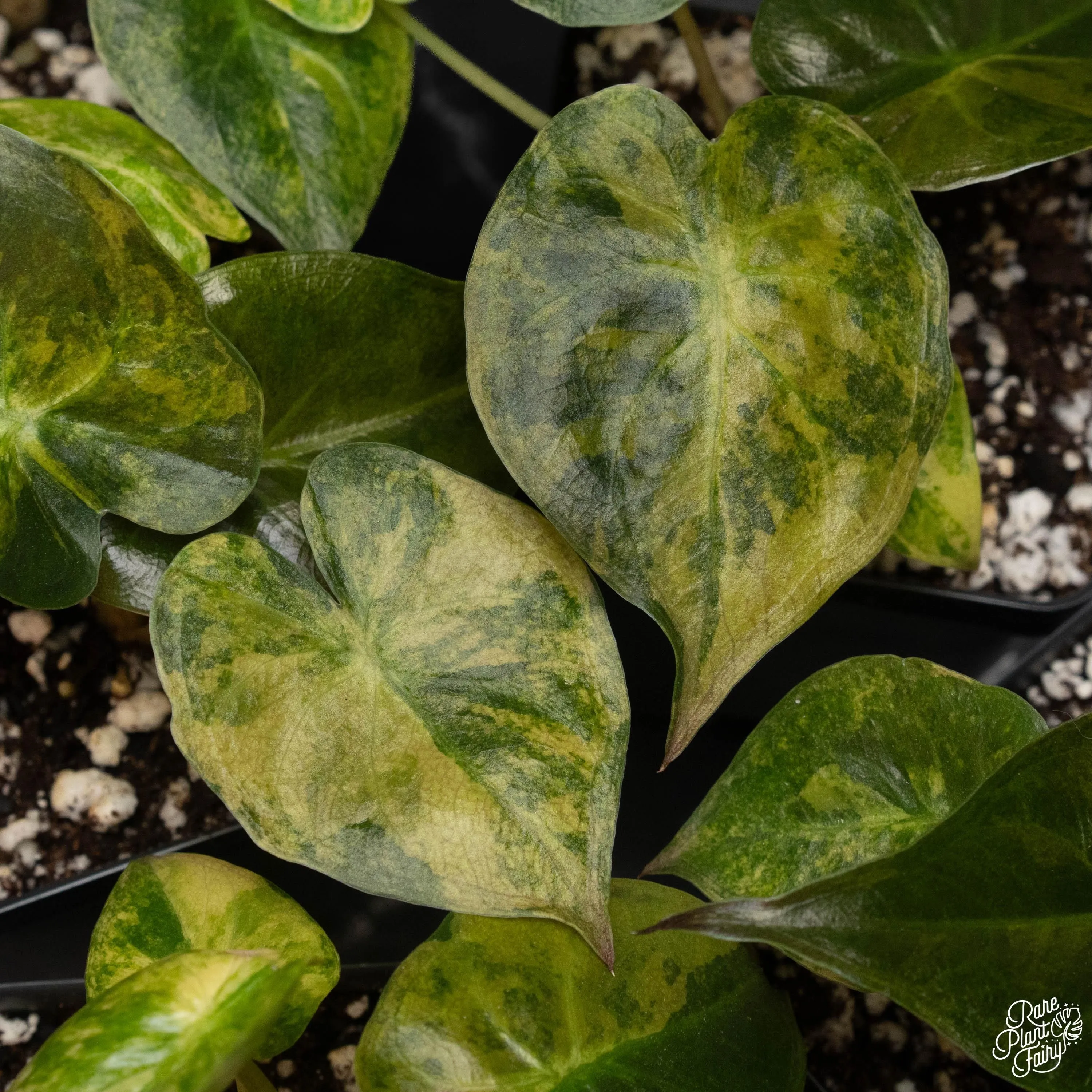 Alocasia 'Uhinkii' variegated (previously Alocasia wentii) *Grower's Choice*