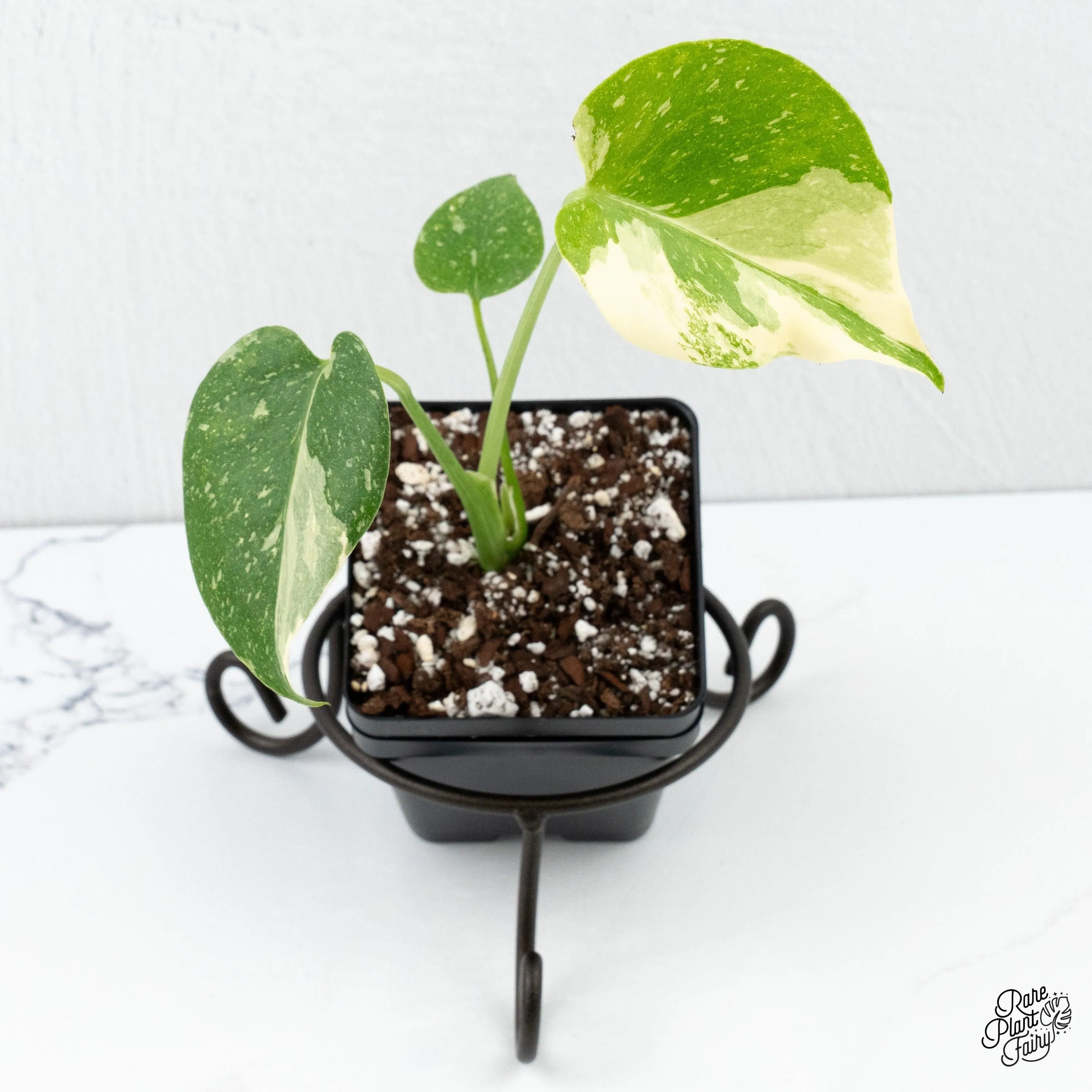 Monstera Deliciosa 'Thai Constellation' *Grower's Choice*