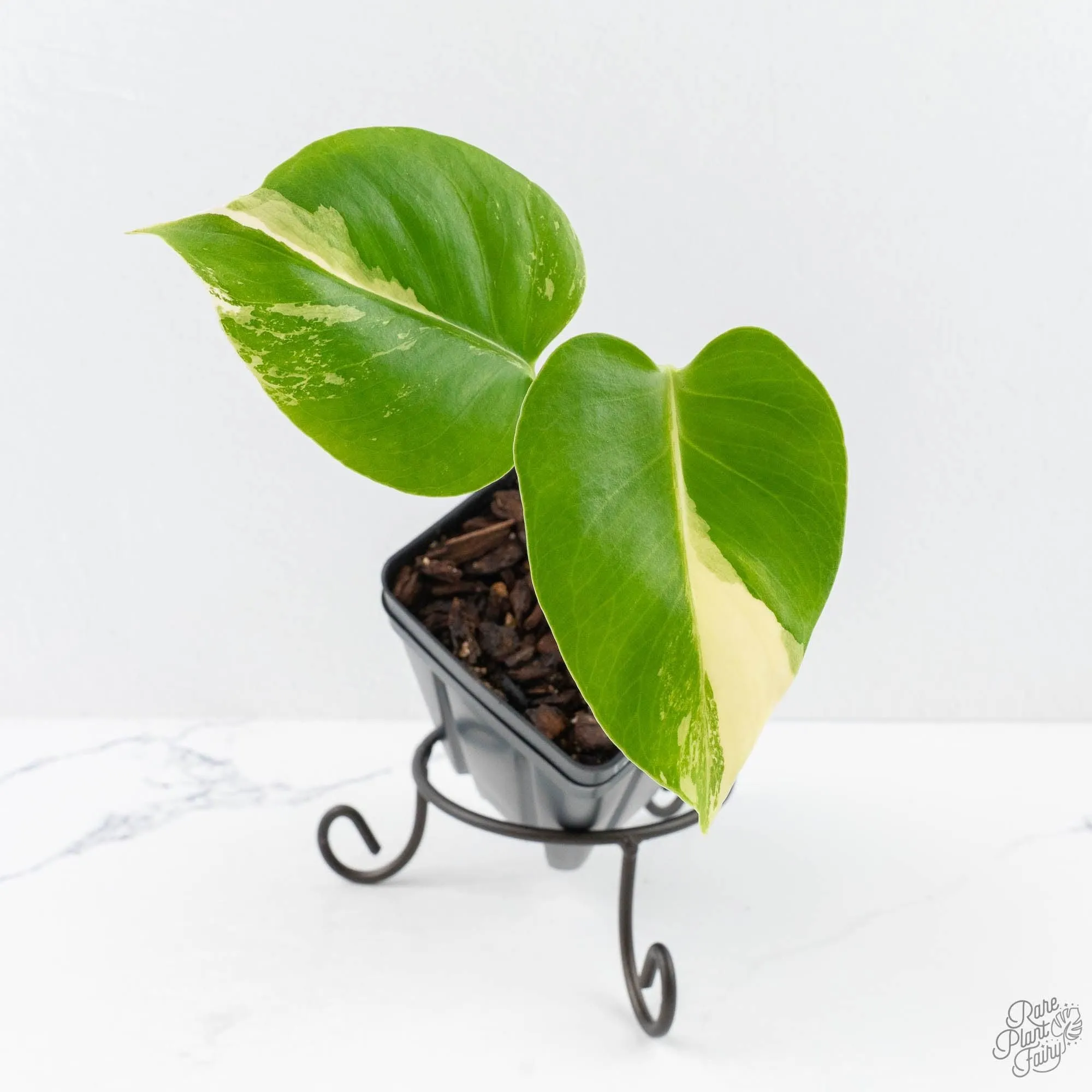 Monstera Deliciosa Albo Variegated (Large Form) (wk28-UC)