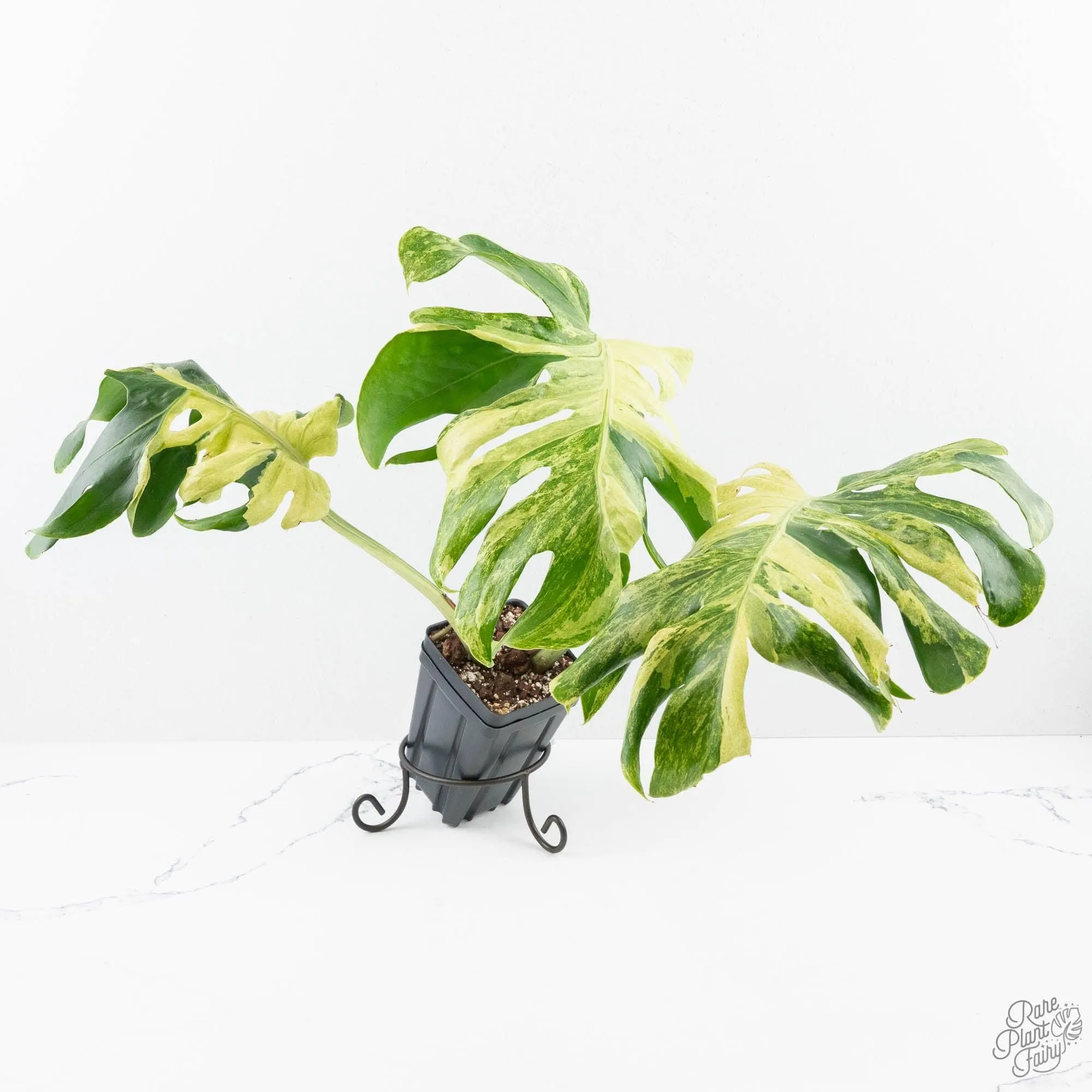 Monstera Deliciosa 'Masterpiece' (wk28-UB)