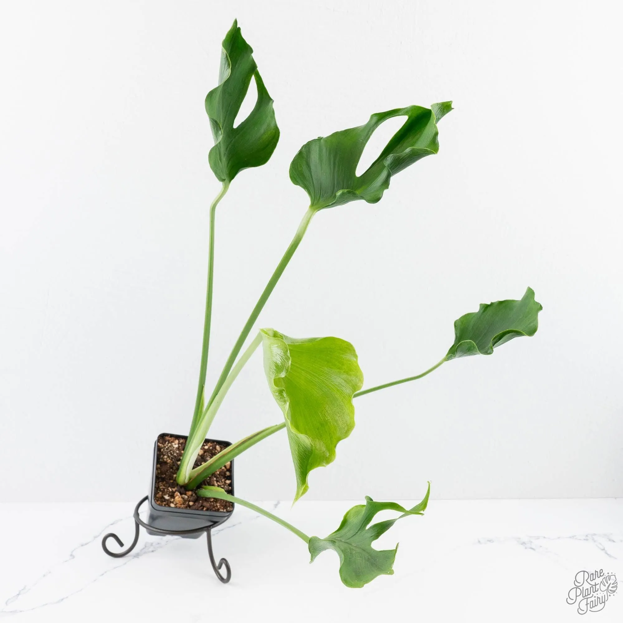 Monstera Deliciosa 'Unniiae' (wk28-UA)
