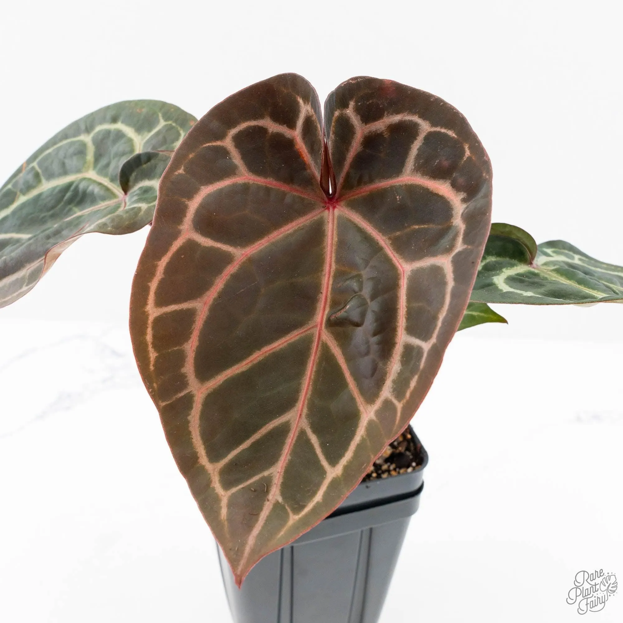 Anthurium Zara '29' × (Michelle® x Zara '28') byDocBlock® (wk28-I)