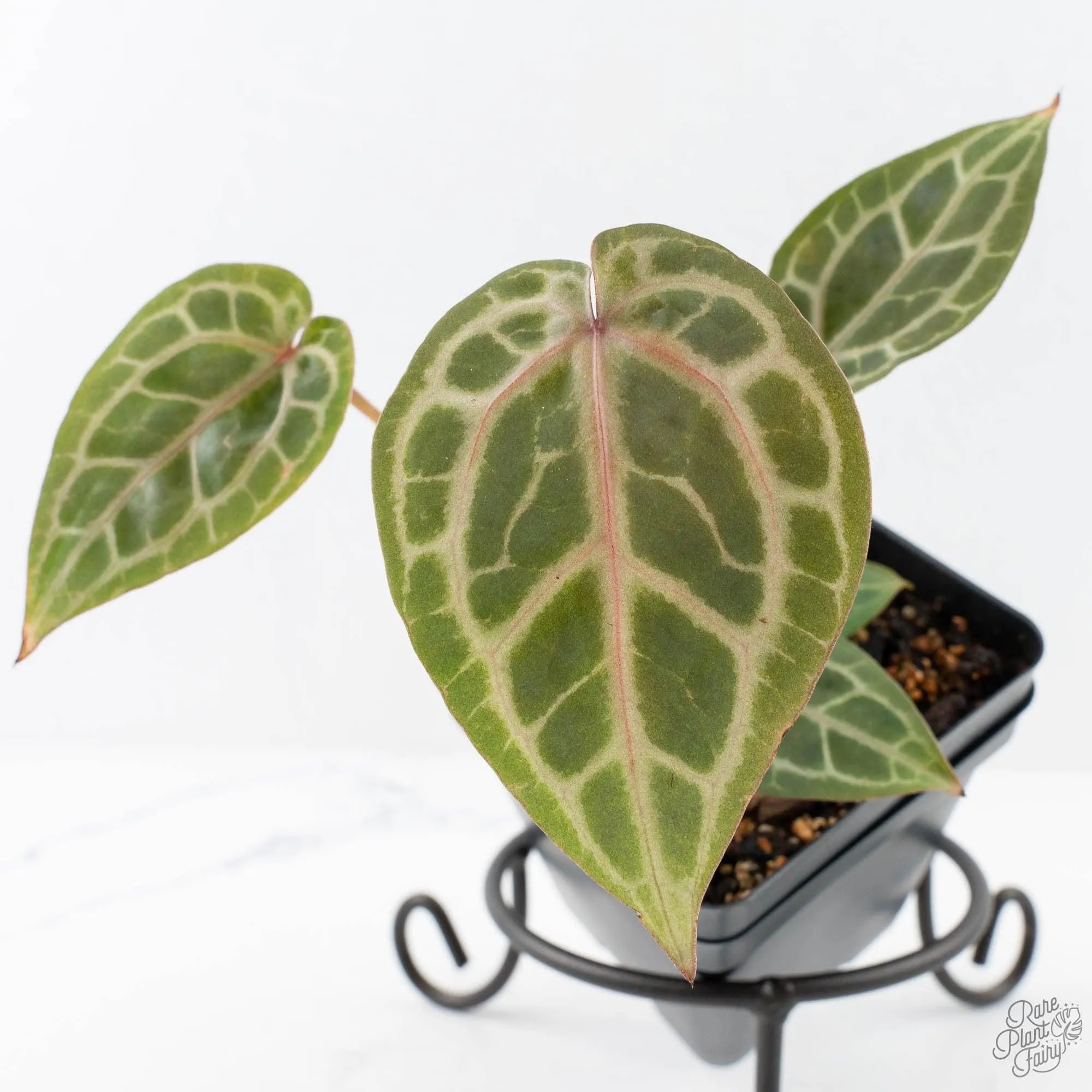 Anthurium Zara '31' x Zara '14' by DocBlock® (wk28-E)
