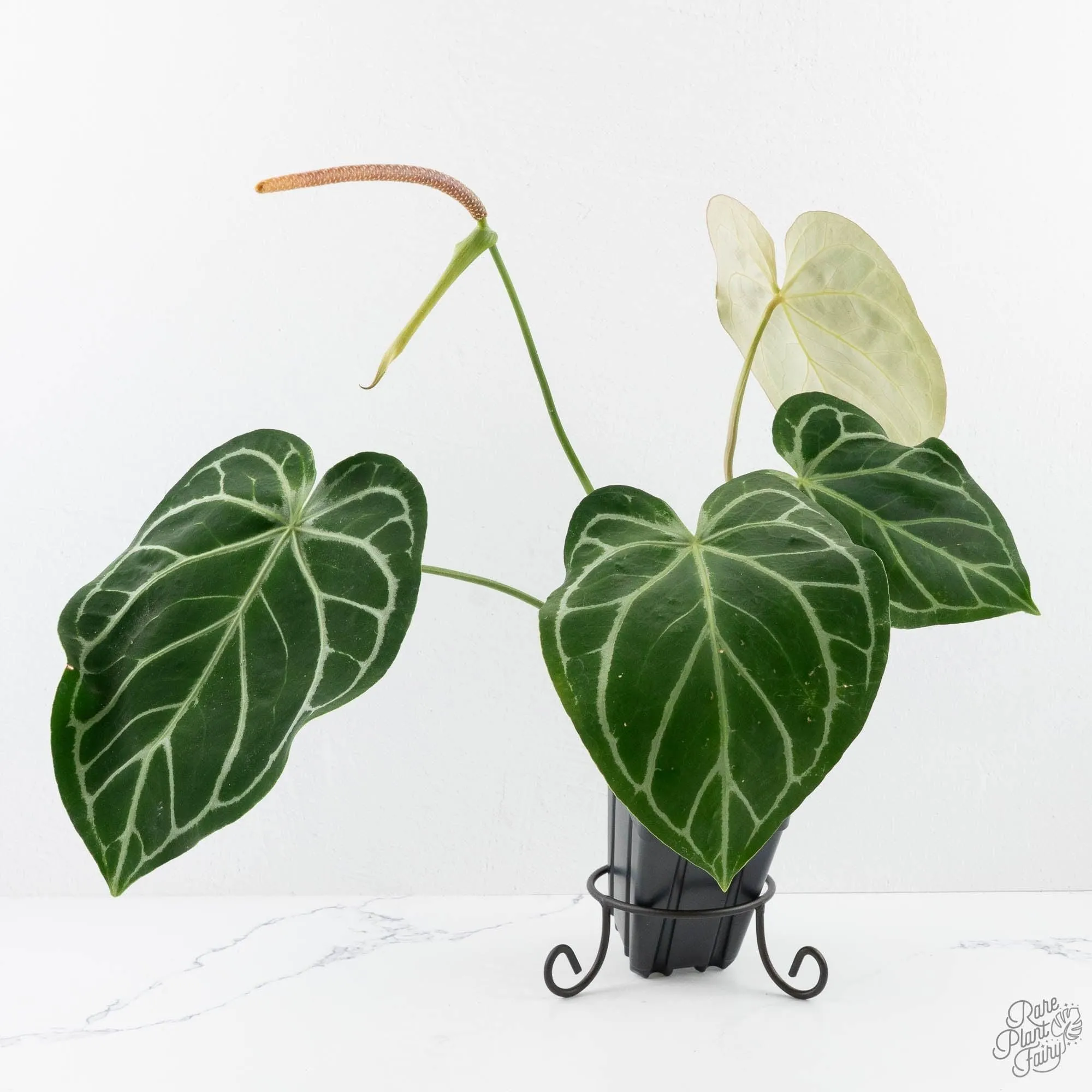 Anthurium DocBlock Briëlle '16' x Lynette '18' by DocBlock® (wk28-C)