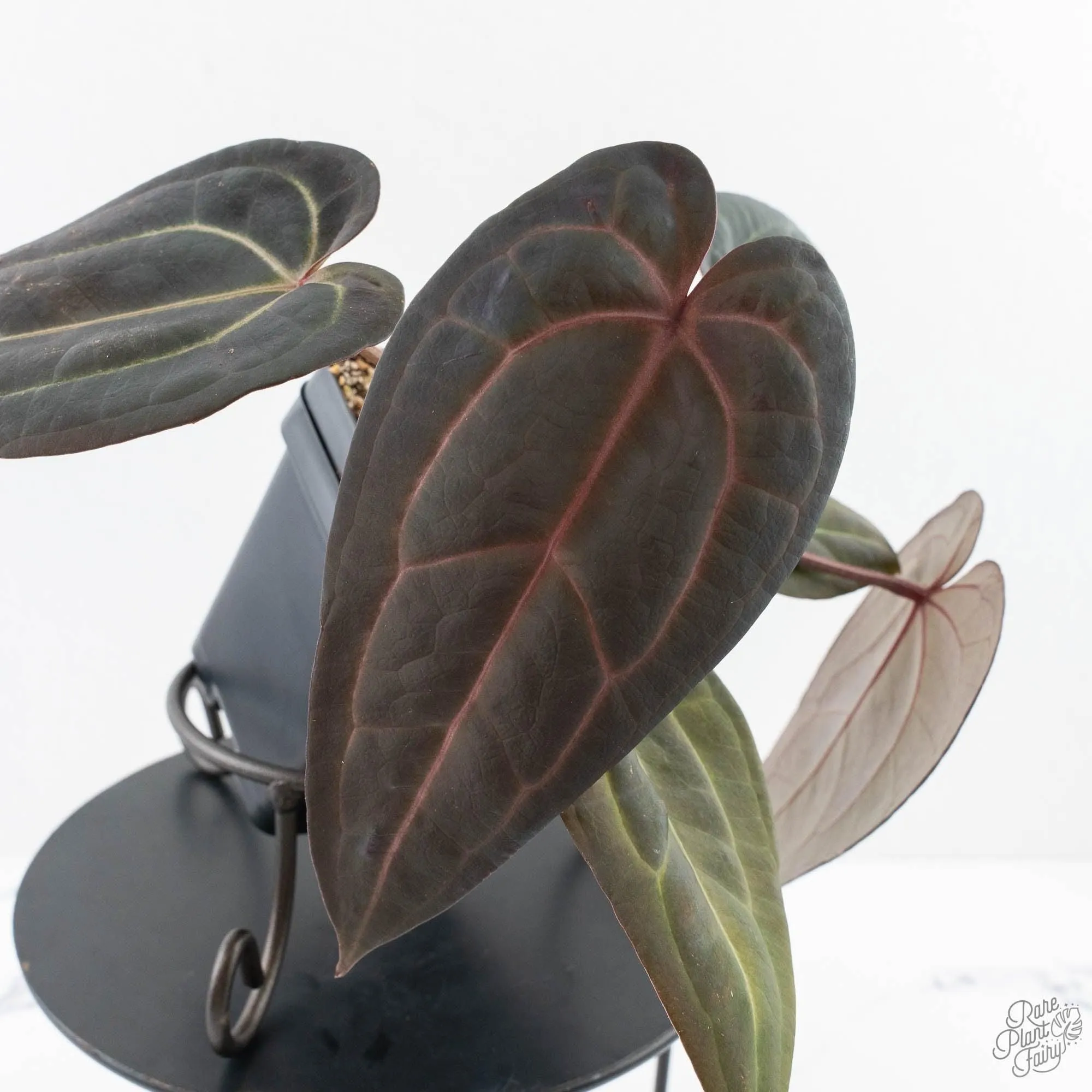 Anthurium Red Velvet Cake '24' x Red Velvet Cake '24' by DocBlock® (wk28-B)