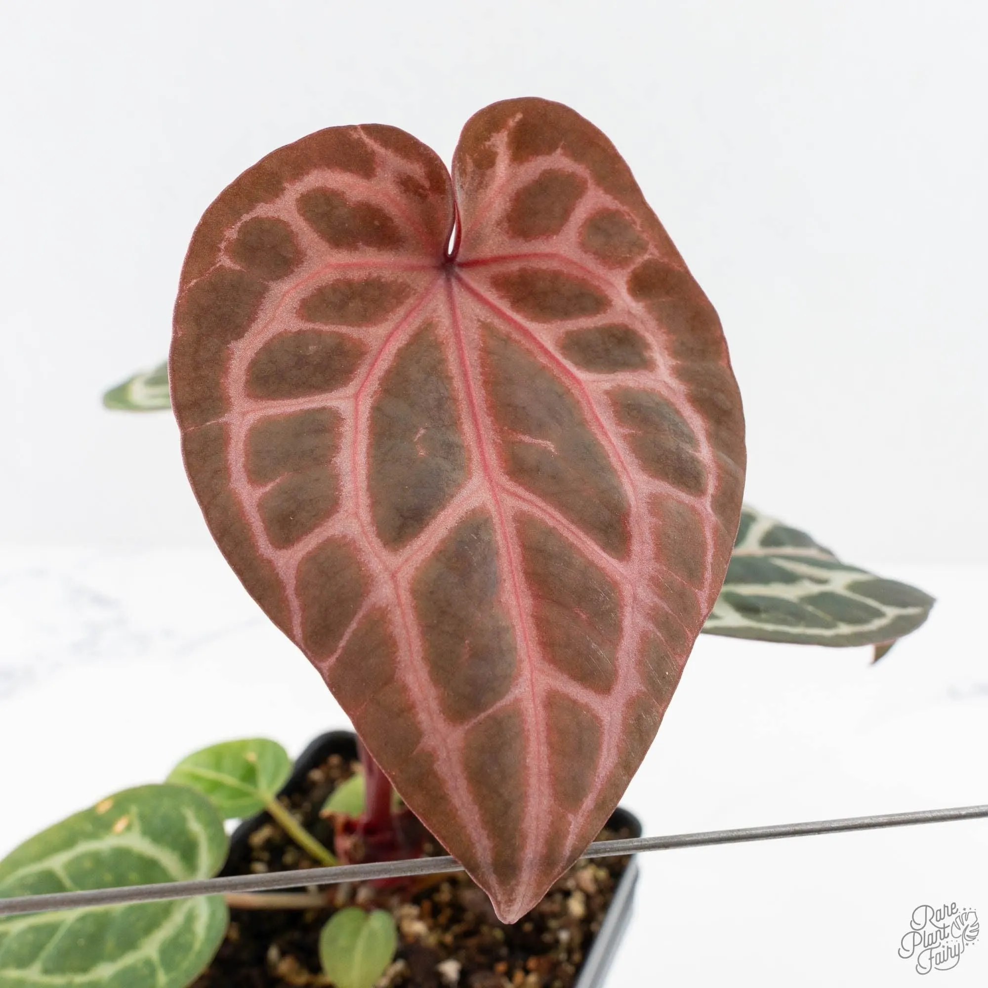 Anthurium Michelle '10' x Home, Sweet Home '32' by DocBlock® (wk28-A)