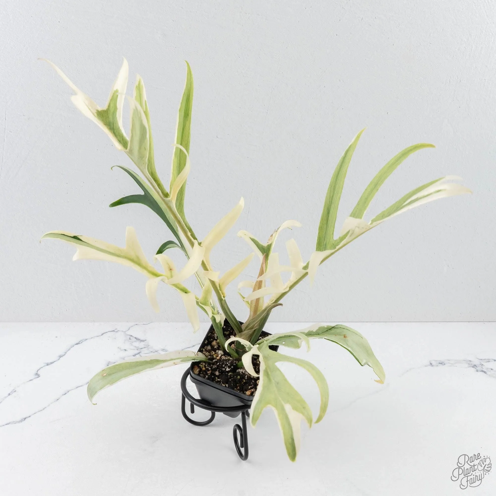 Philodendron Bipinnatifidum 'Tortum' Albo Variegated (wk28-G)