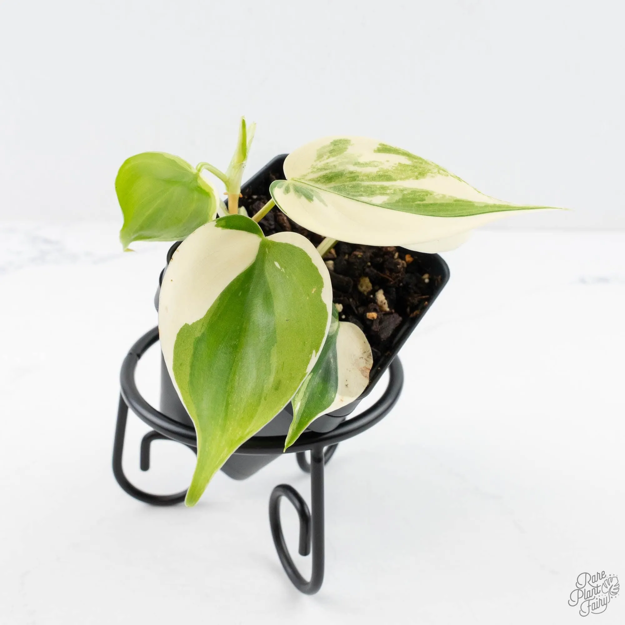 Philodendron Hederaceum Albo Variegated "Heartleaf" (wk28-E)