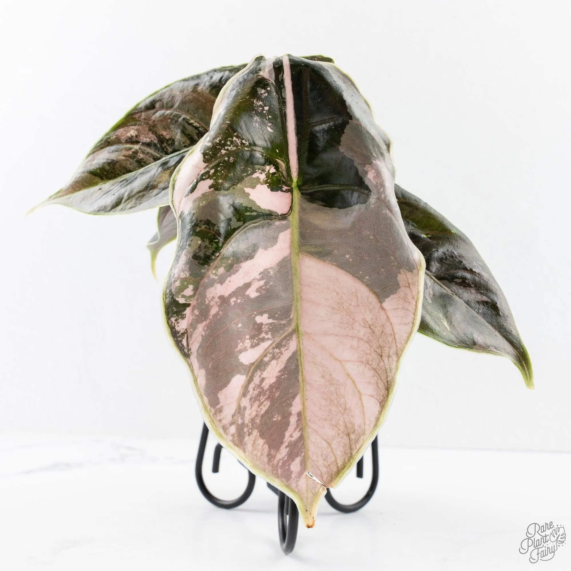 Alocasia 'Azlanii' Pink Variegated - Corming Size (wk28-E)