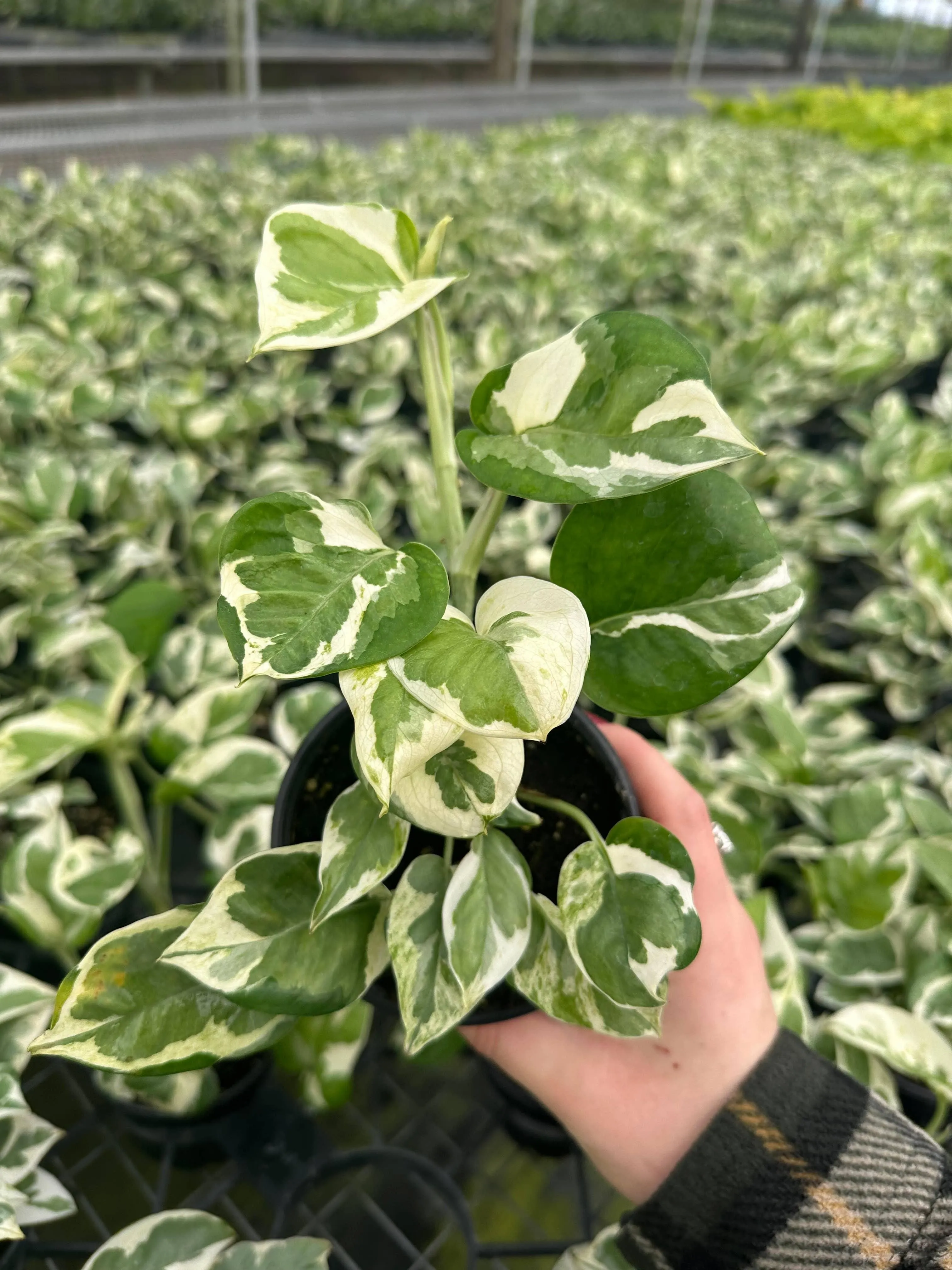 POTHOS Pearls and Jade Live Plant 4in