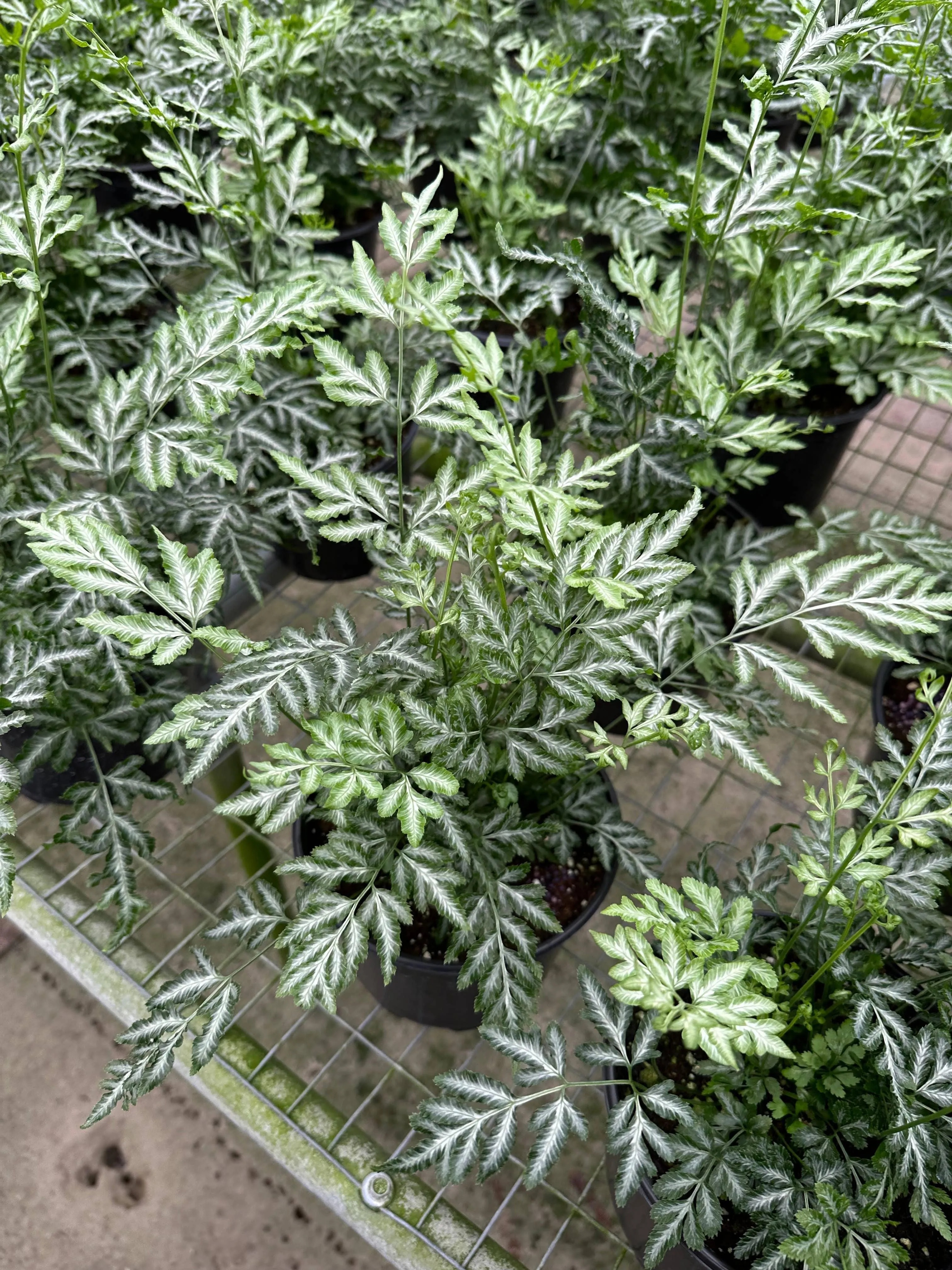 FERN Pteris Silver Lace Live Plant 6in