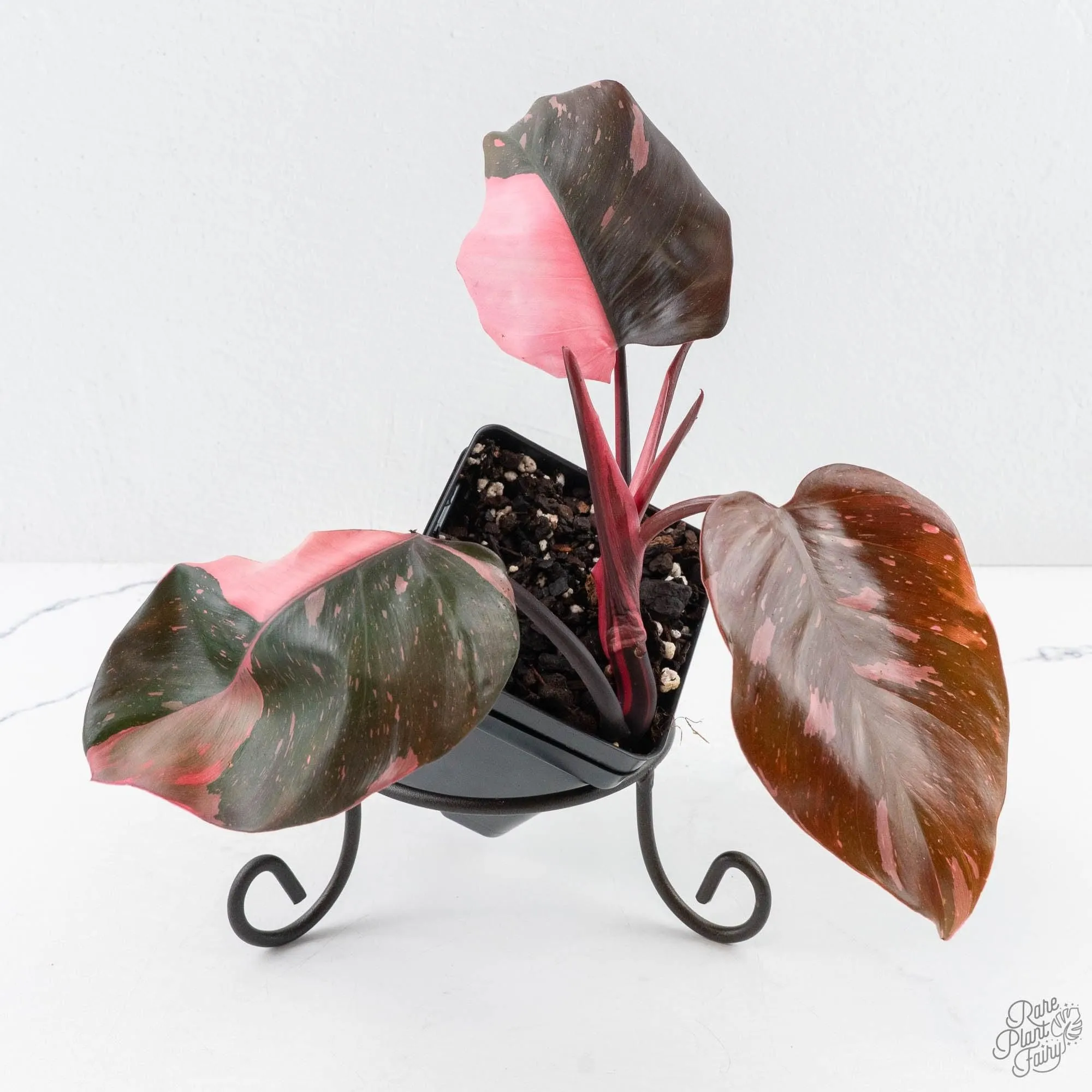 Philodendron erubescens 'Pink Princess' Variegated - Legacy (wk28-C)