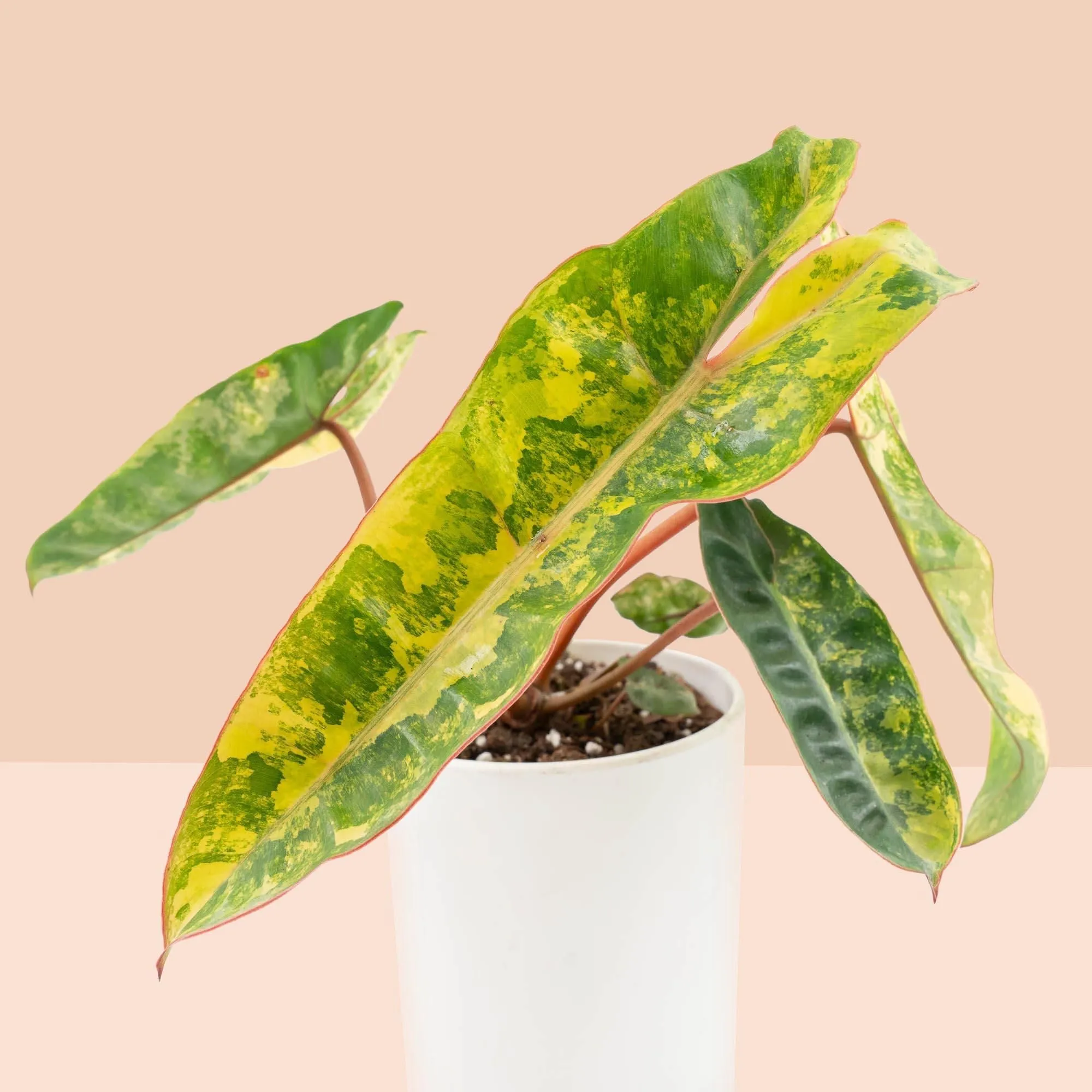 Philodendron billietiae variegated *Grower's Choice*