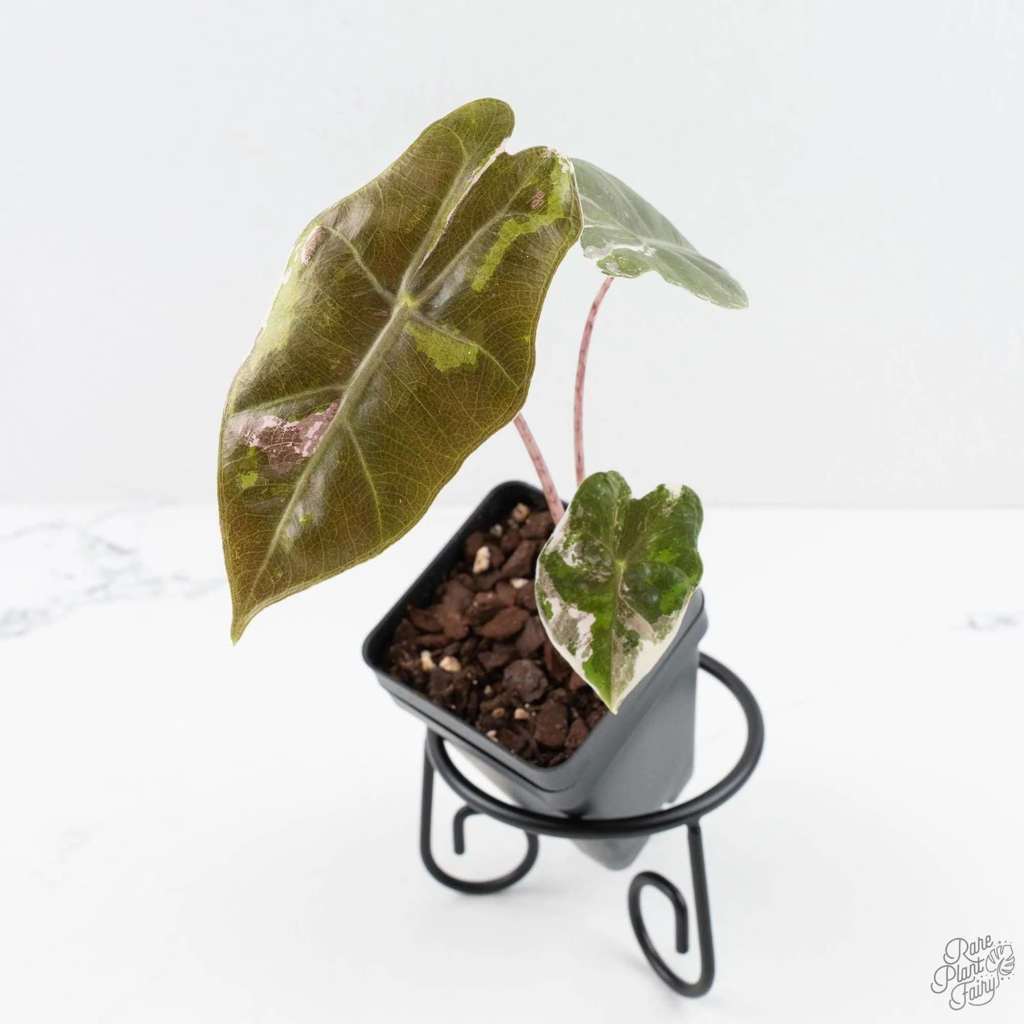 Alocasia Sanderiana Pink Variegated (aka 'Pseudosanderiana') (wk29-B)