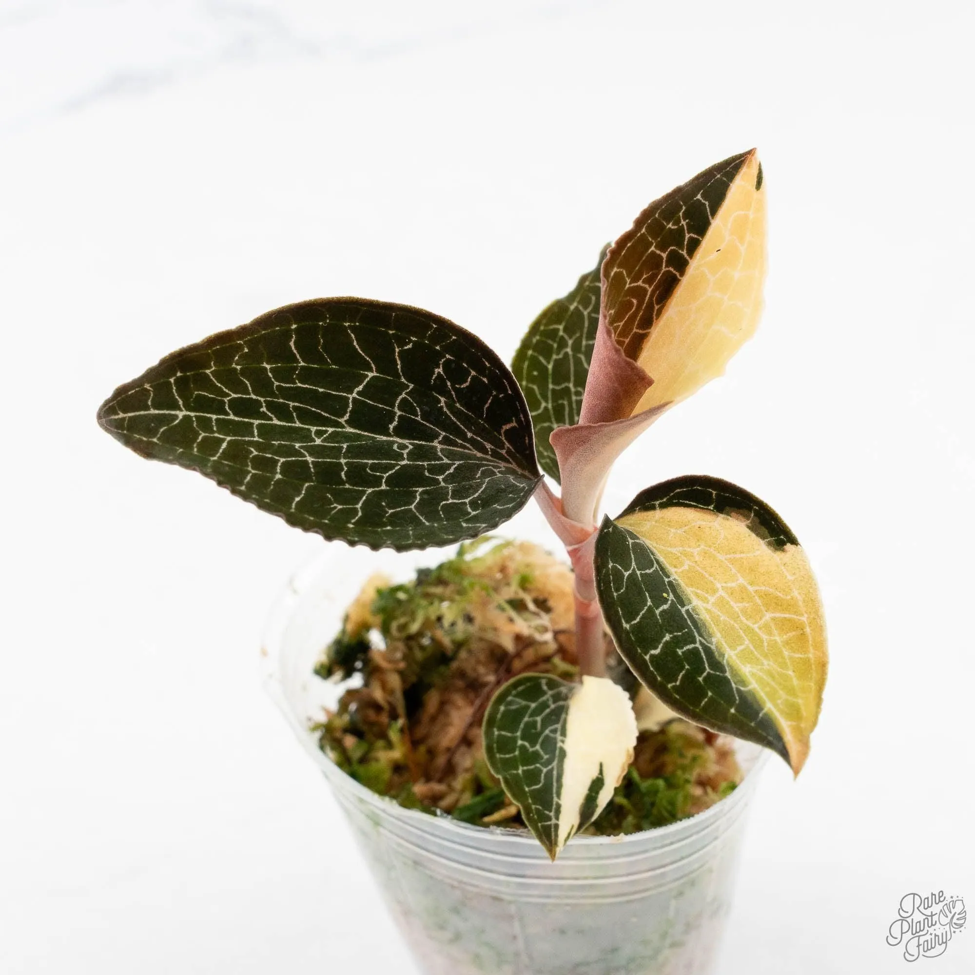 Anoectochilus formosanus albo variegated jewel orchid