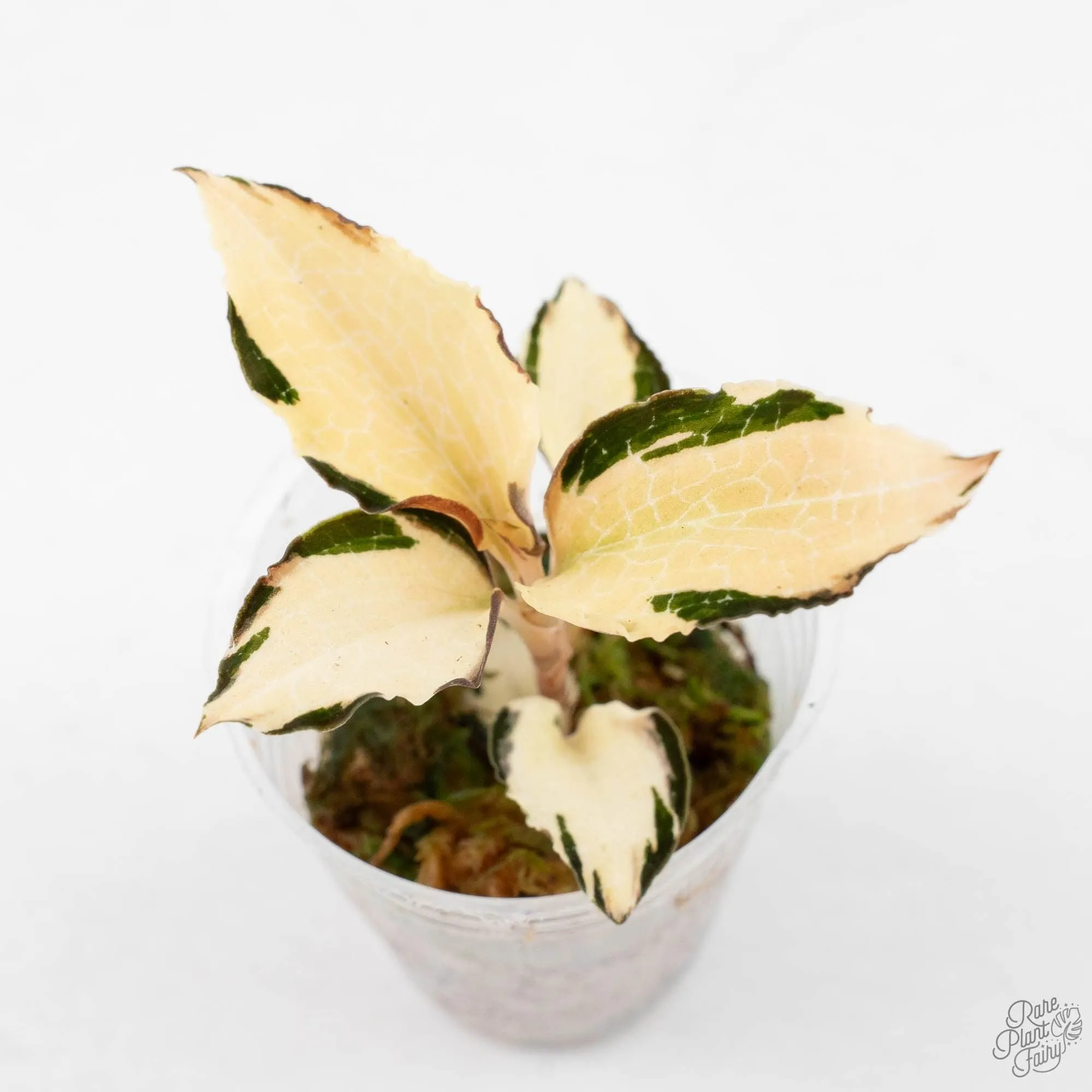 Anoectochilus Formosanus 'Jewel Orchid' Variegated (wk29-E)