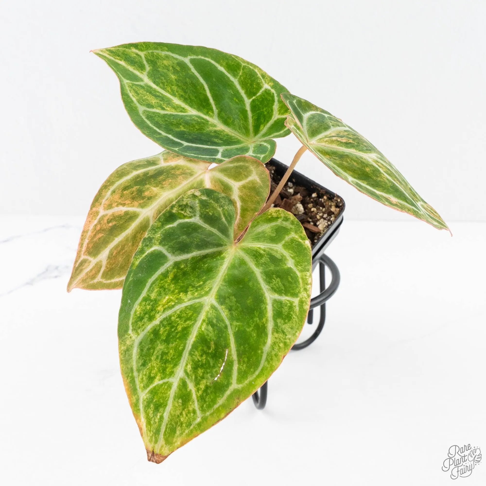 Anthurium Crystallinum variegated (wk29-UL)