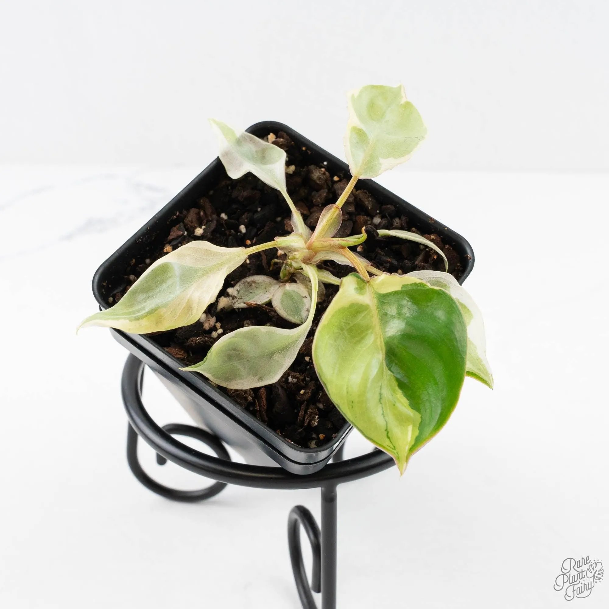 Philodendron 'Billietiae' albo variegated (wk29-UJ)