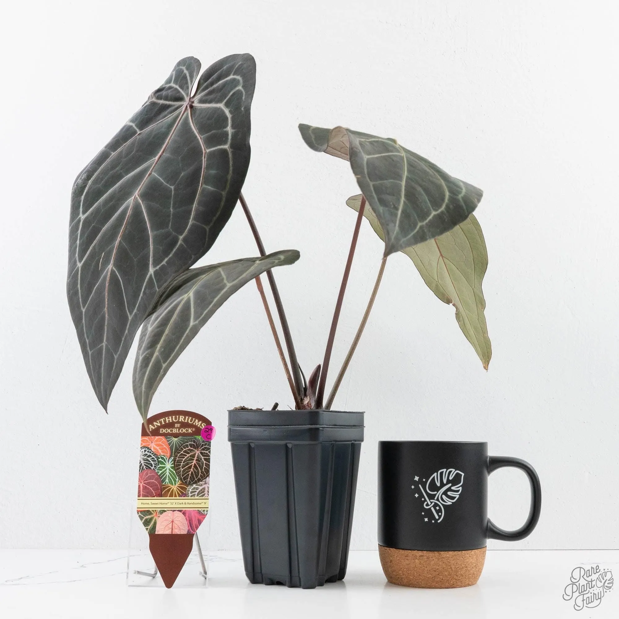 Anthurium Home, Sweet Home '32' x Dark & Handsome '9' by DocBlock® (wk29-C)