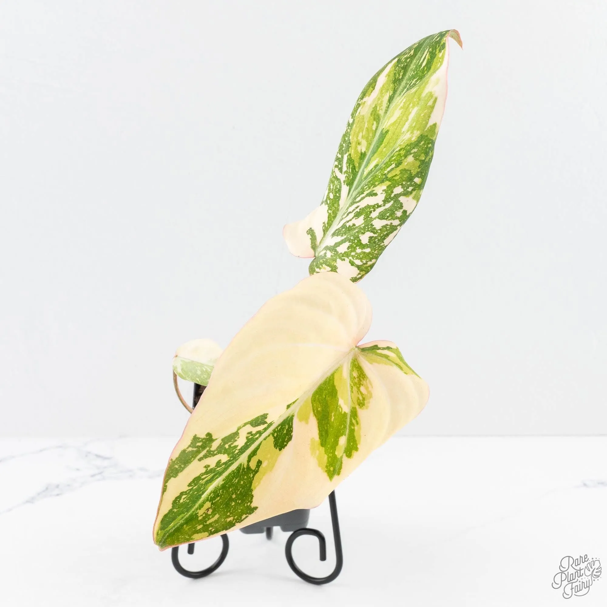 Philodendron Gloriosum Variegated *Type 2* (wk29-C)