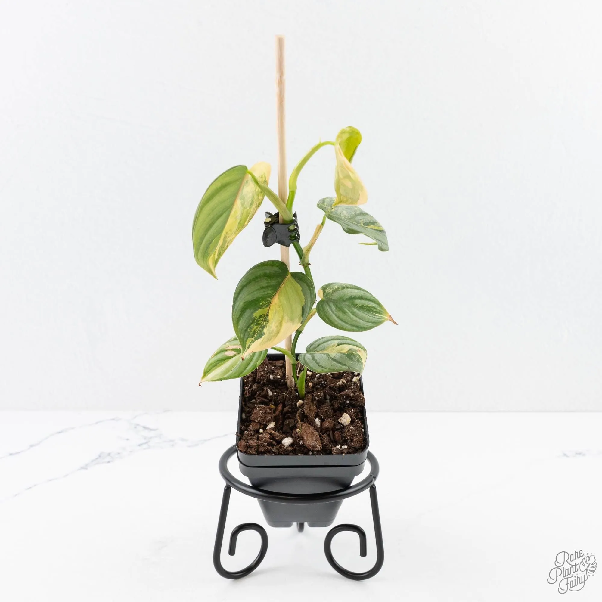 Philodendron Brandtianum Variegated (wk29-B)