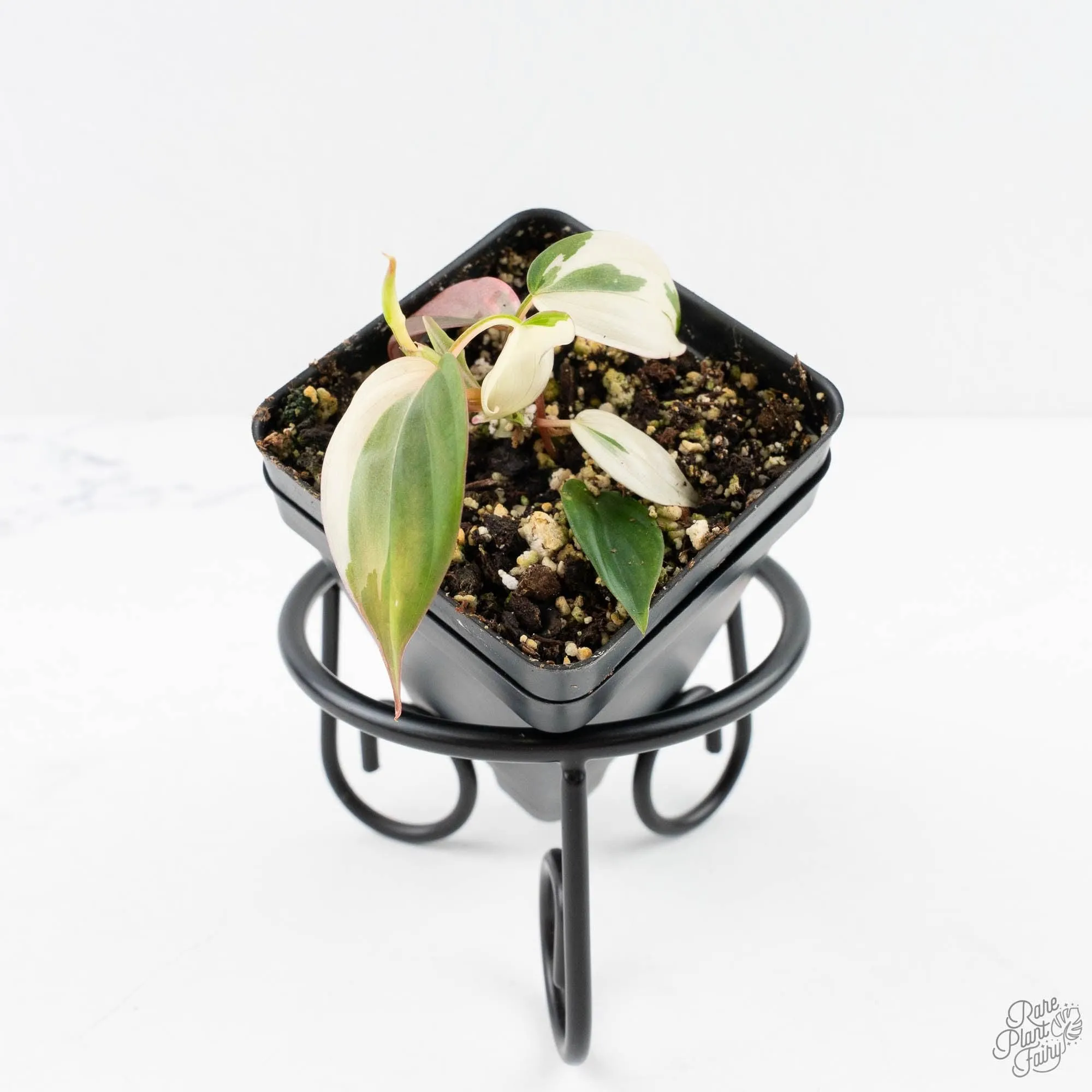 Philodendron Micans Albo/Pink Variegated (wk29-A)