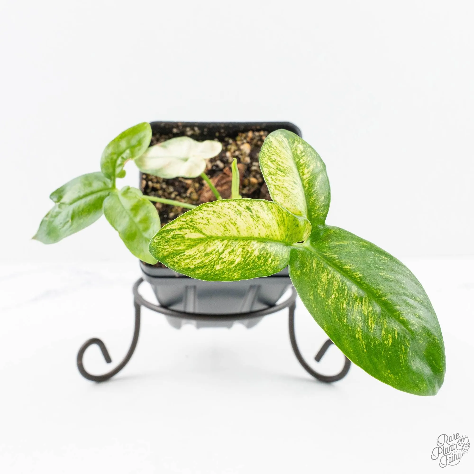 Thaumatophyllum spruceanum Mint Variegated (wk29-G)