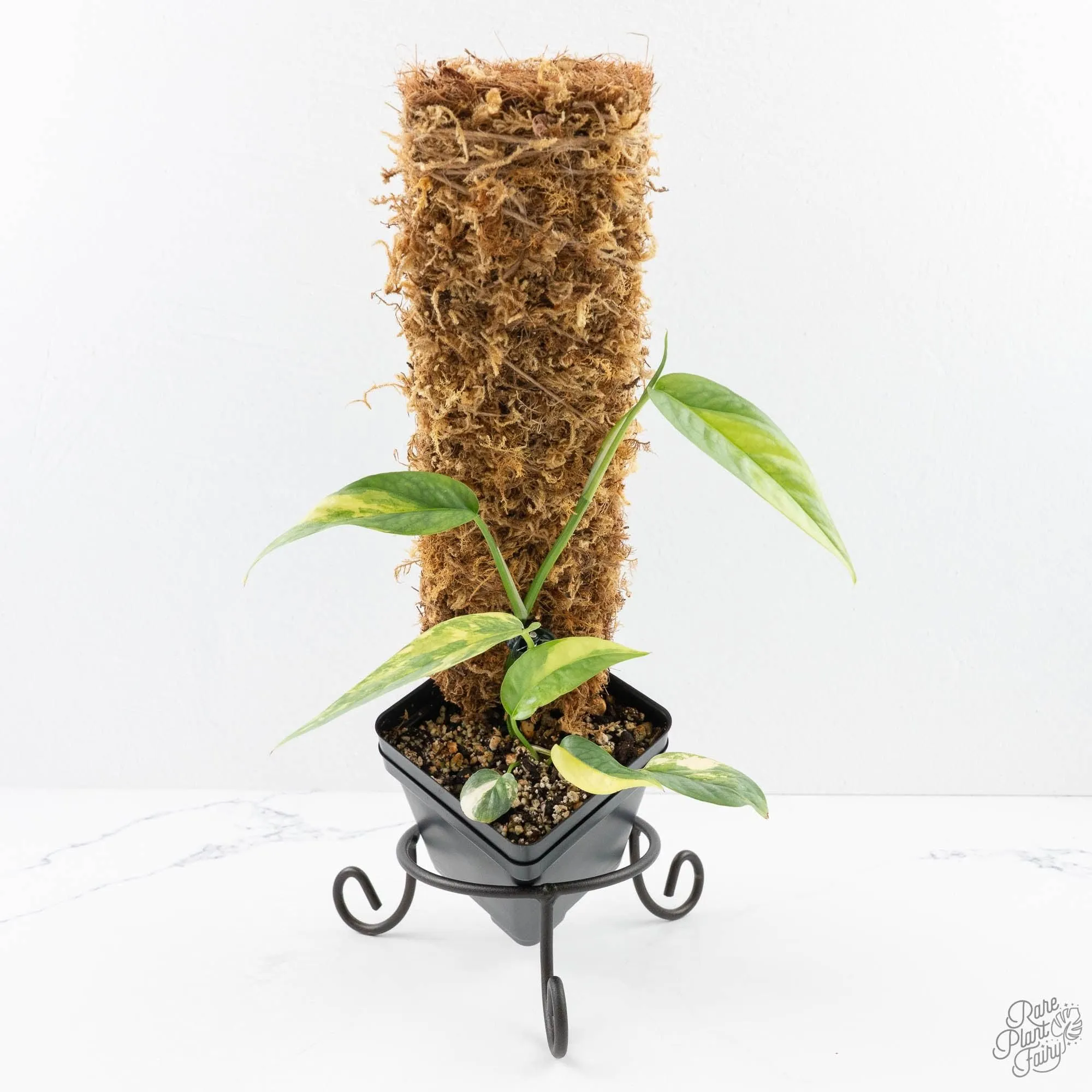 Epipremnum Pinnatum 'Cebu Blue' Variegated (wk29-F)