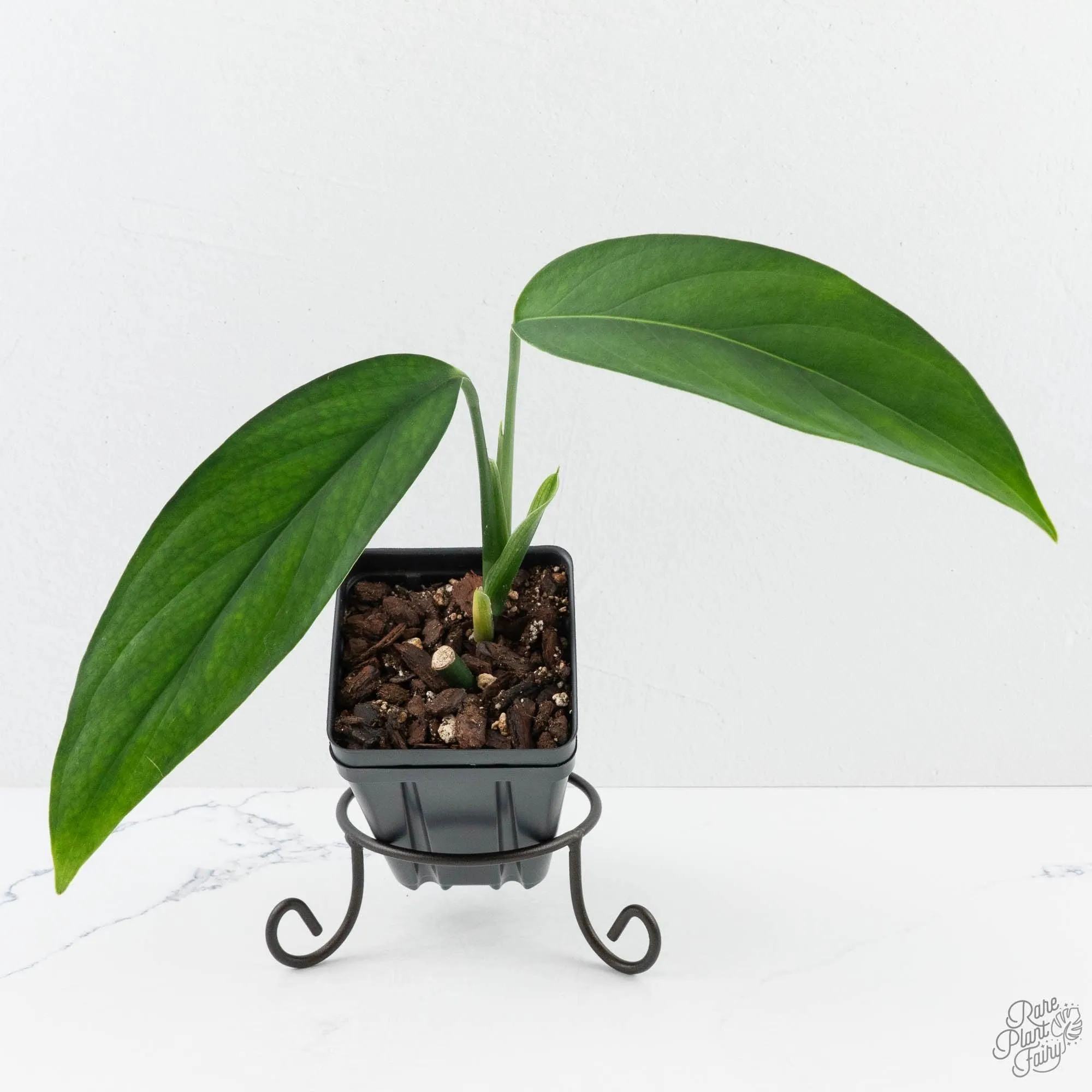 Monstera 'Croatii' (wk29-B)