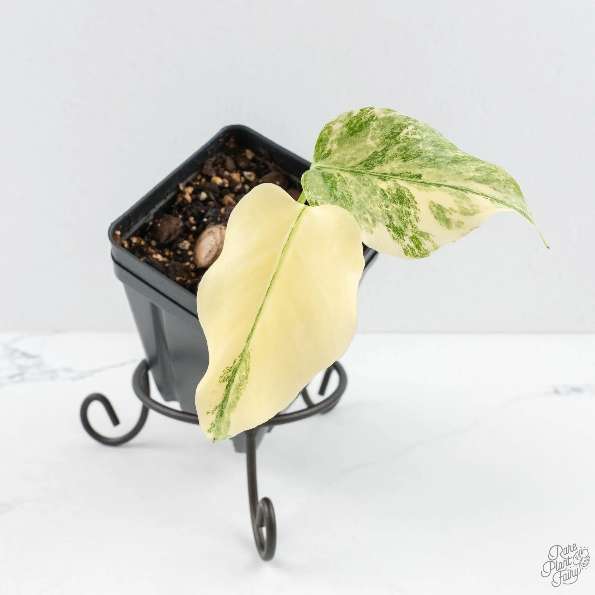 Monstera Deliciosa Thai Constellation 'Platinum' - From Node Cutting (wk29-A)